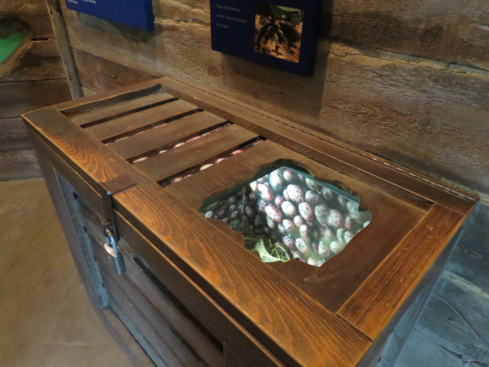 Childrens Zoo - Underzone - Costa Rican Zebra Tarantula Exhibit