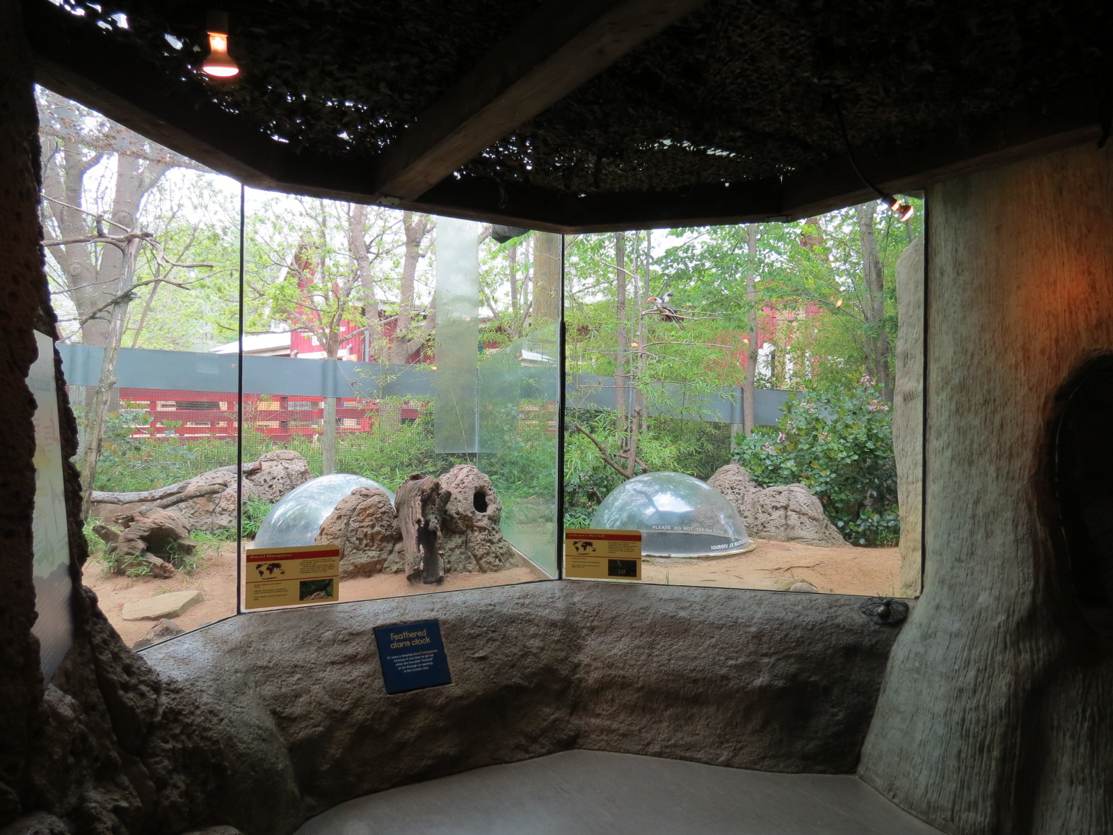 Childrens Zoo - Underzone - Dwarf Mongoose and Jacksons Hornbill Exhibit