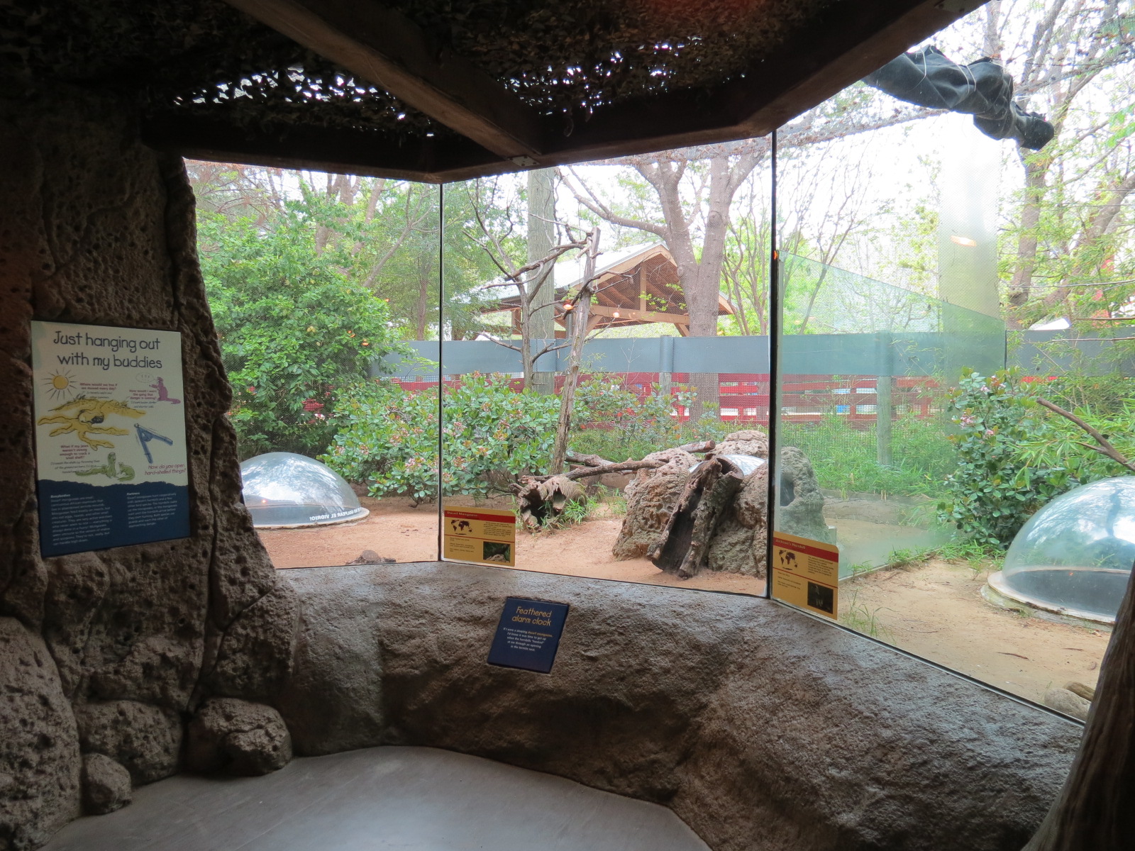 Childrens Zoo - Underzone - Dwarf Mongoose and Jacksons Hornbill Exhibit