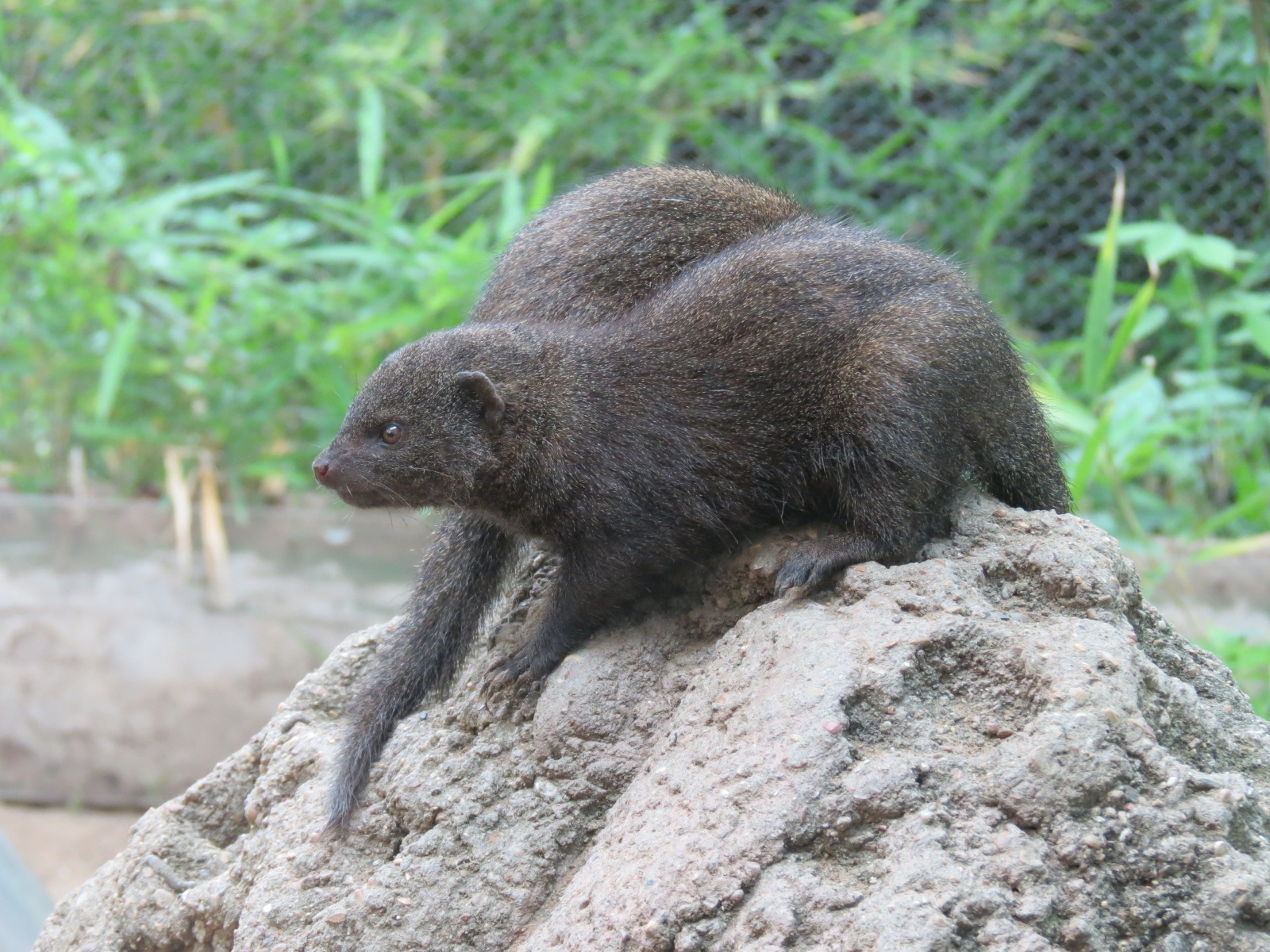 Childrens Zoo - Underzone - Dwarf Mongoose
