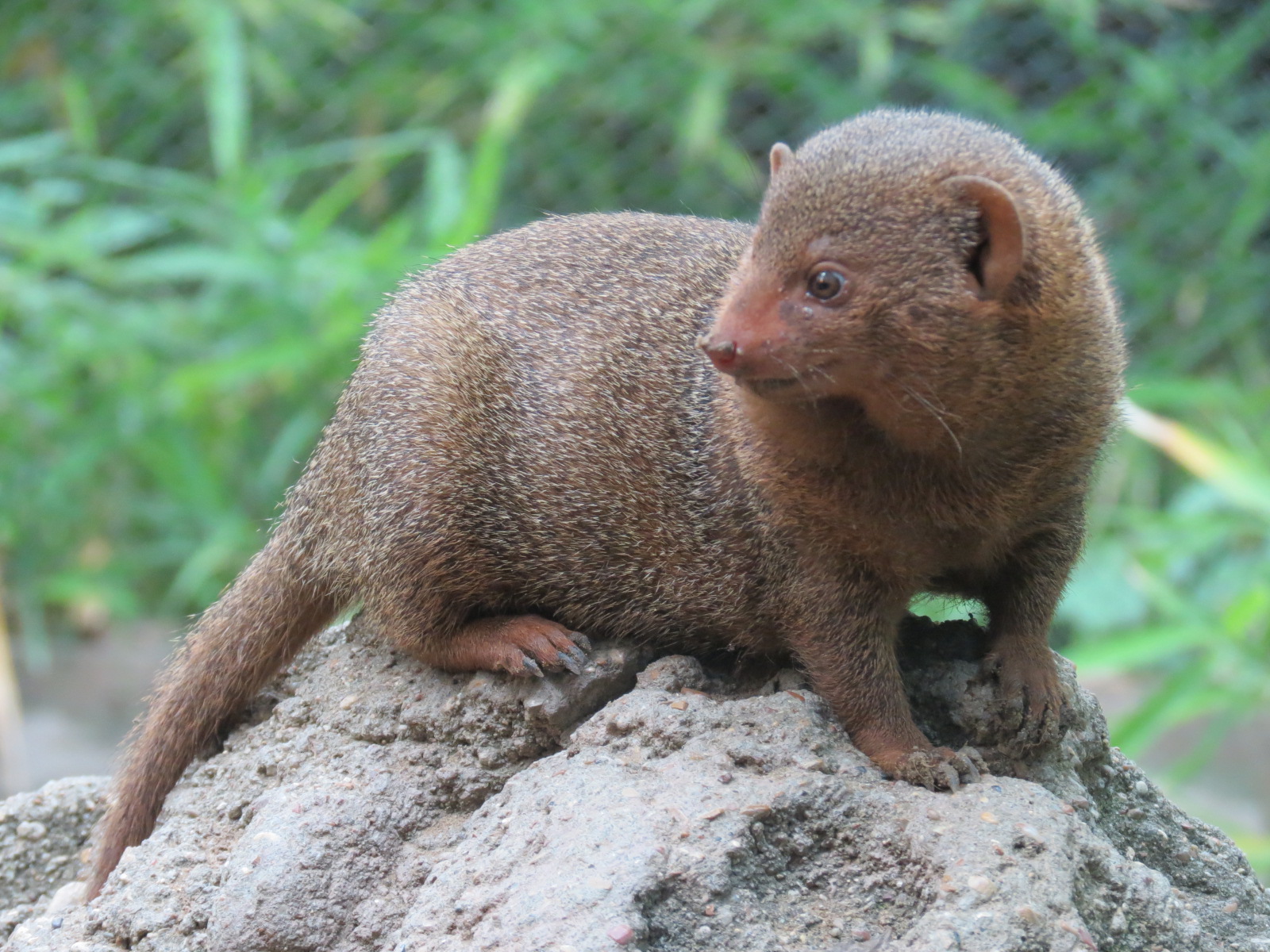 Childrens Zoo - Underzone - Dwarf Mongoose