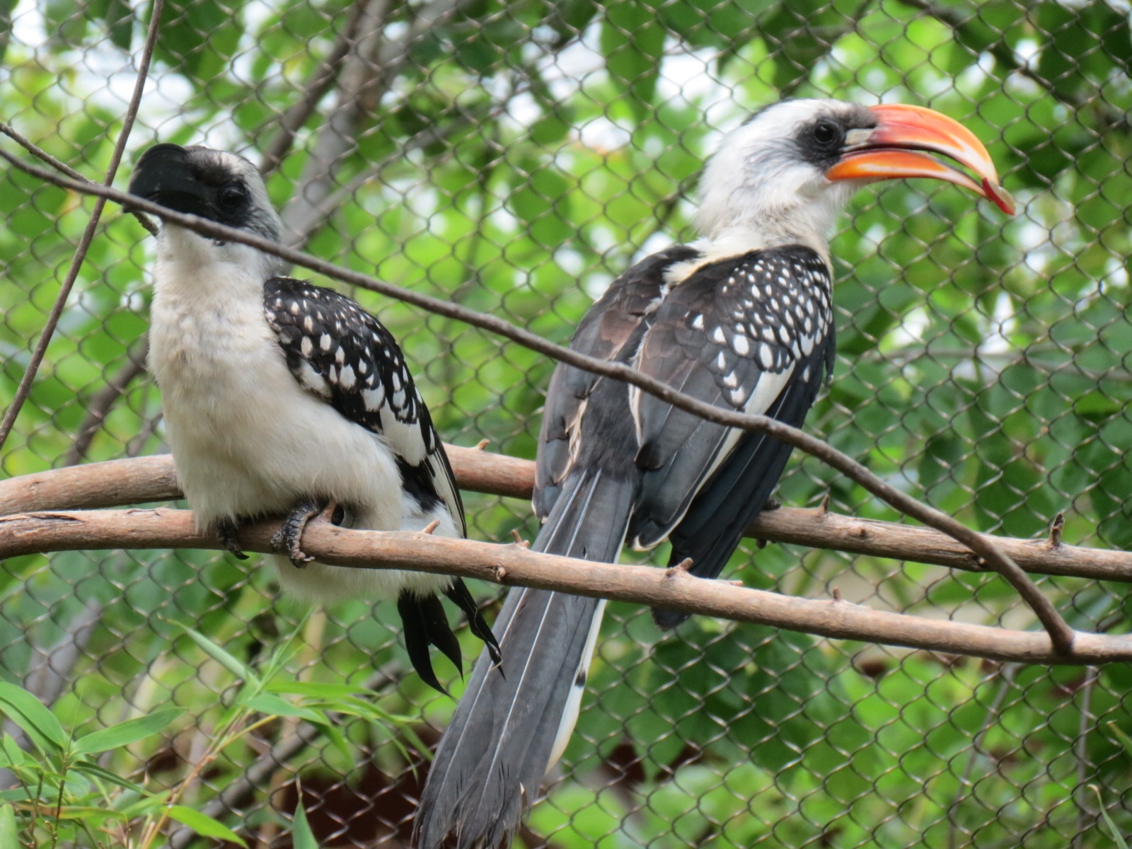 Childrens Zoo - Underzone - Jacksons Hornbill