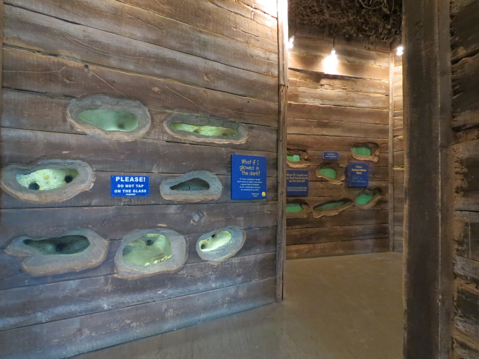 Childrens Zoo - Underzone - Naked Mole Rat Exhibit