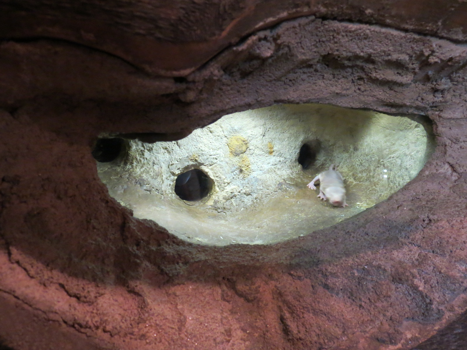 Childrens Zoo - Underzone - Naked Mole Rat Exhibit