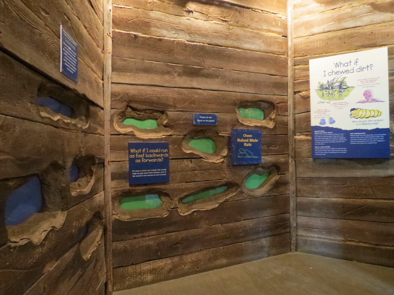 Childrens Zoo - Underzone - Naked Mole Rat Exhibit