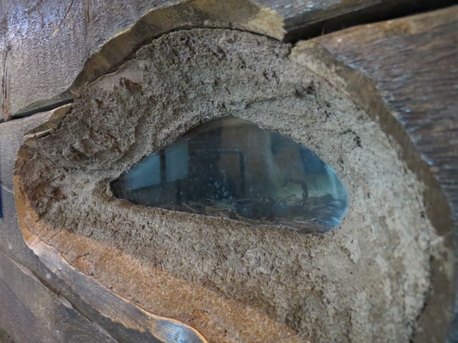 Childrens Zoo - Underzone - Scorpion Exhibit