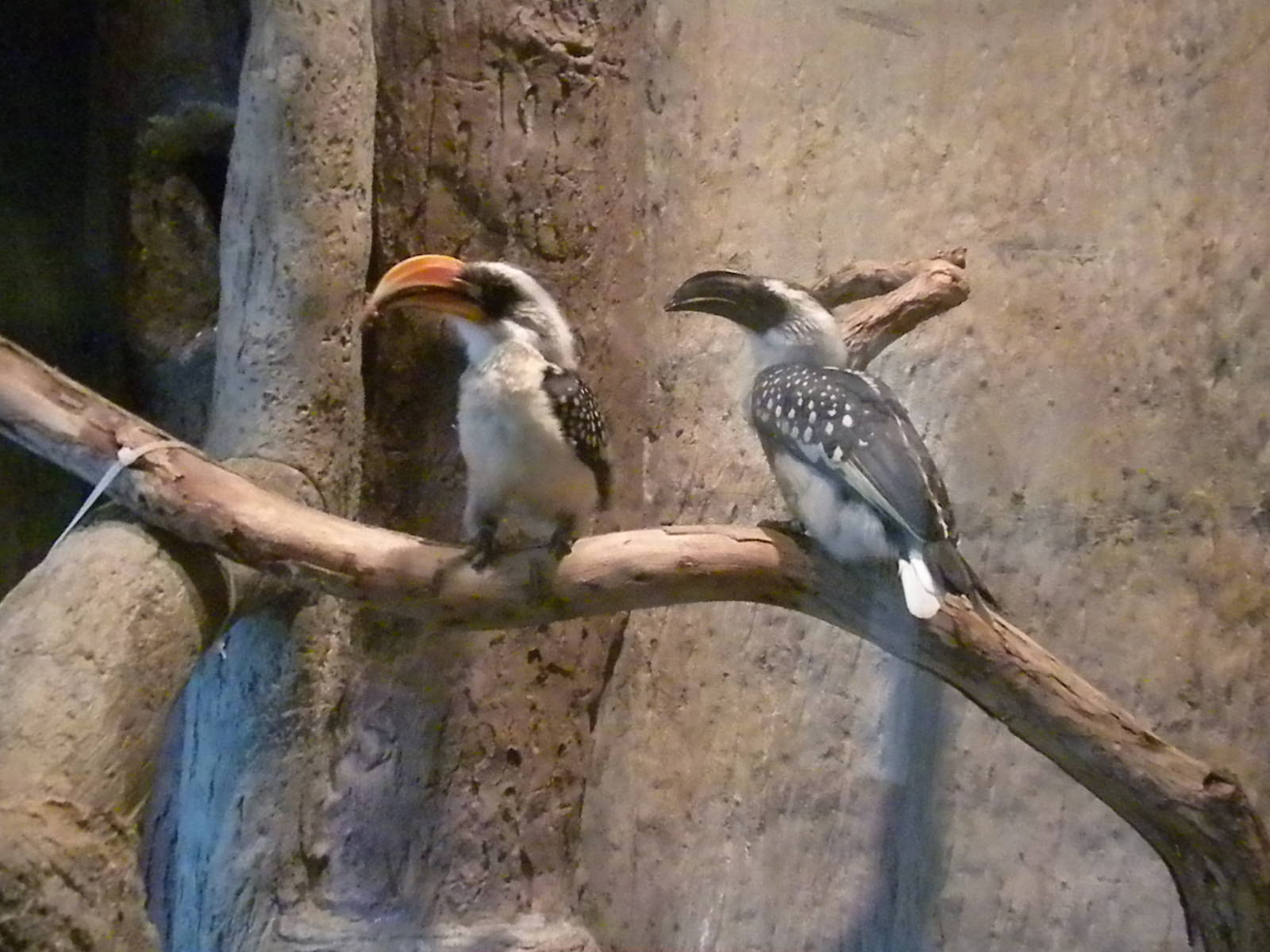 Children's Zoo - Underzone