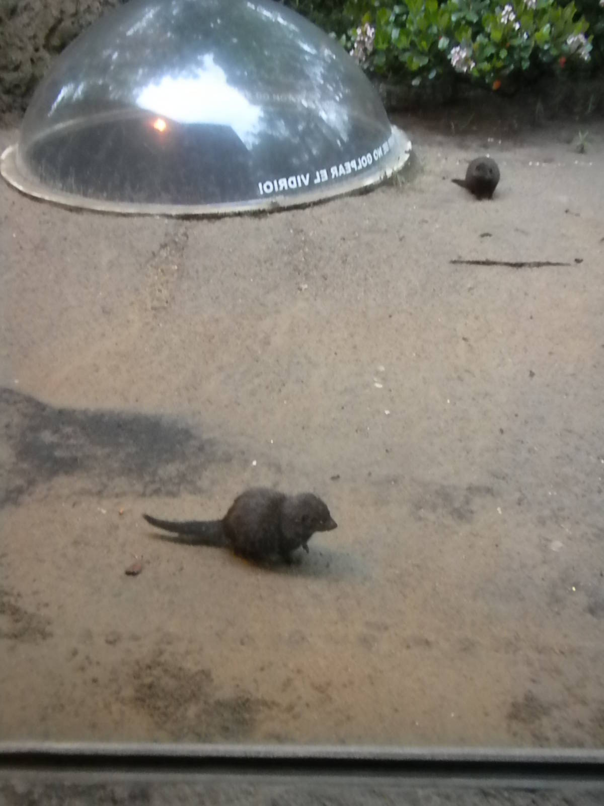 Children's Zoo - Underzone