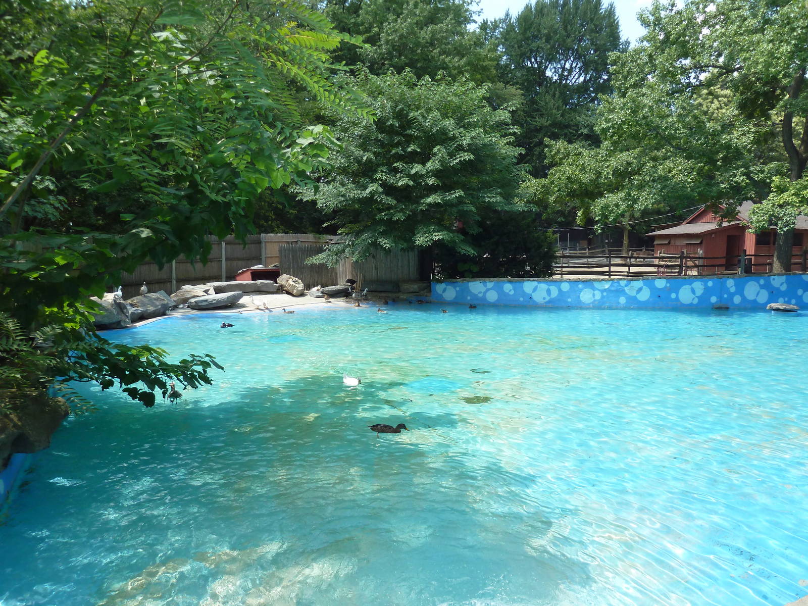 Children's Zoo - Waterfowl Pond