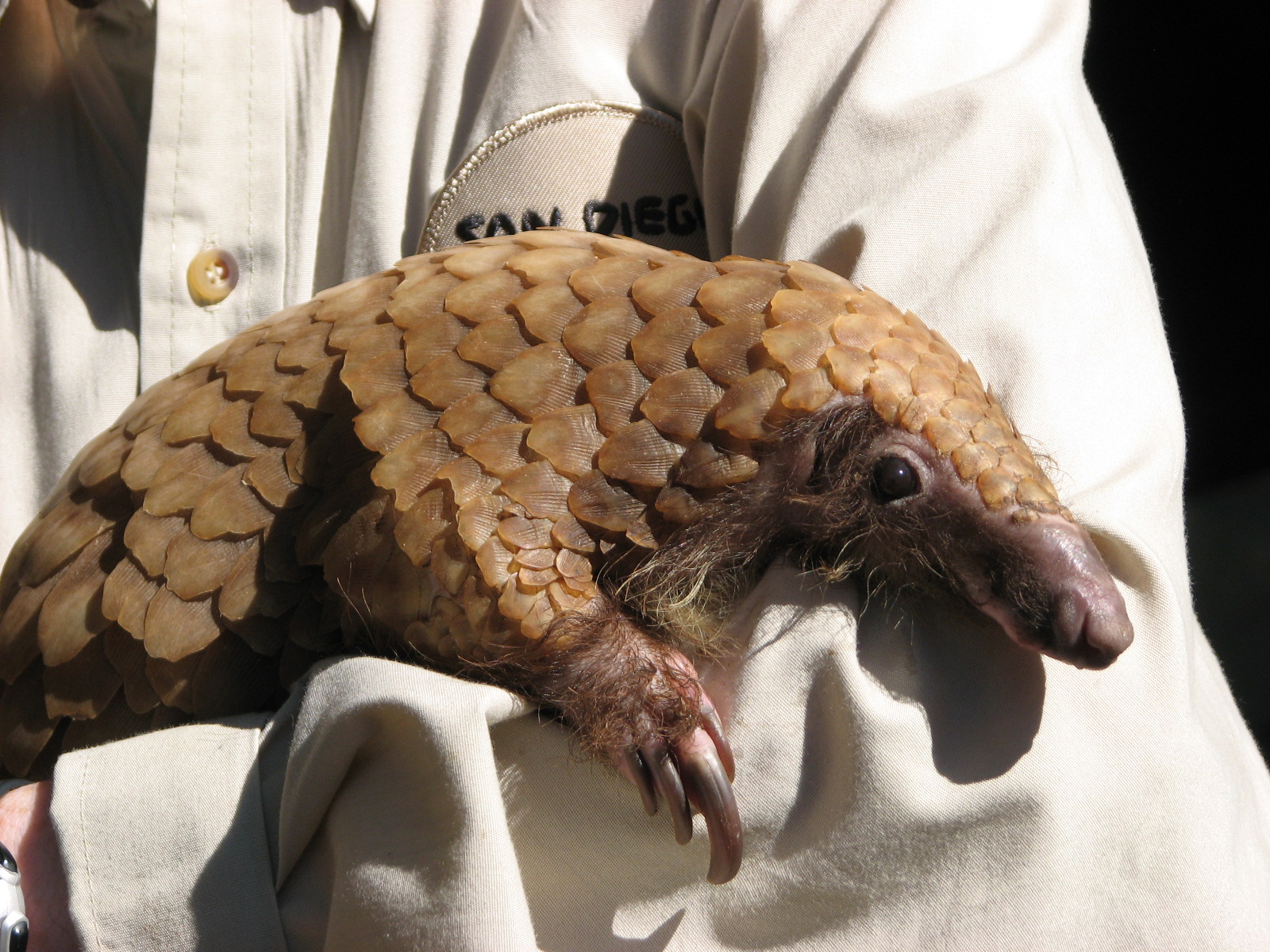 Children's Zoo - White-Bellied Tree Pangolin