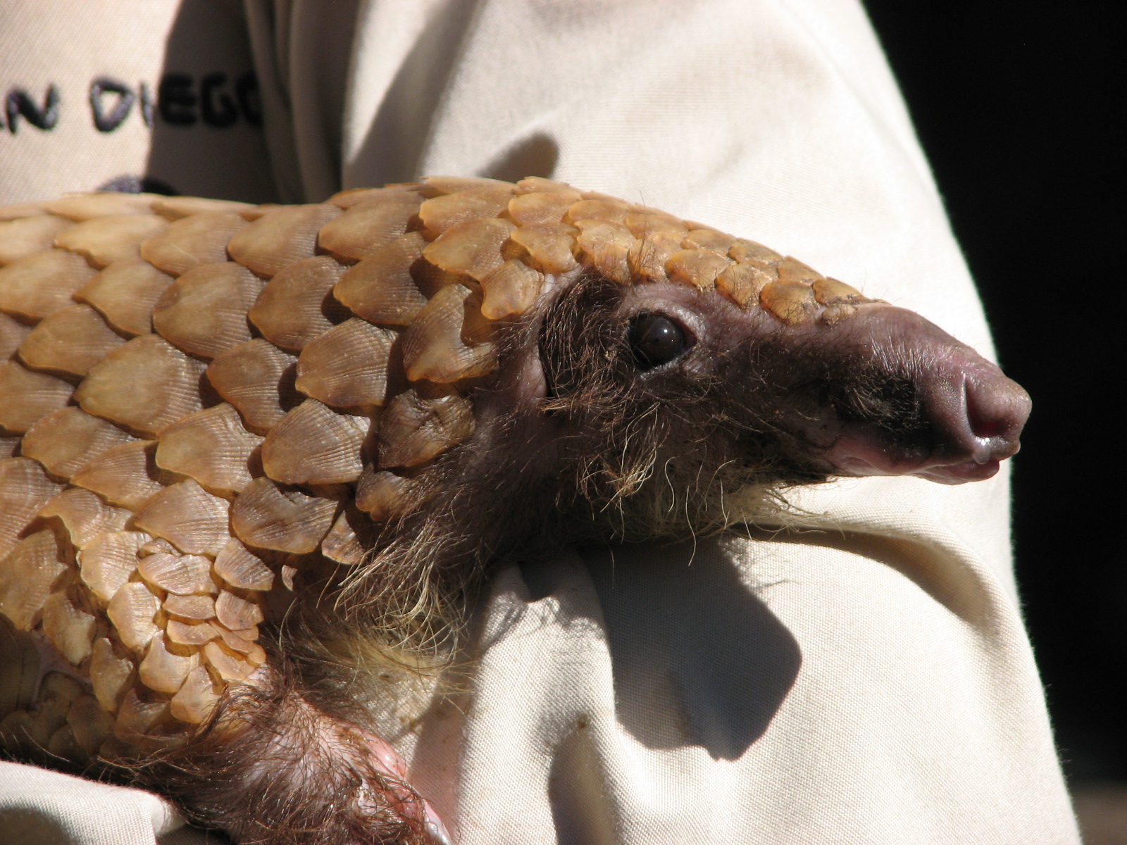 Children's Zoo - White-Bellied Tree Pangolin