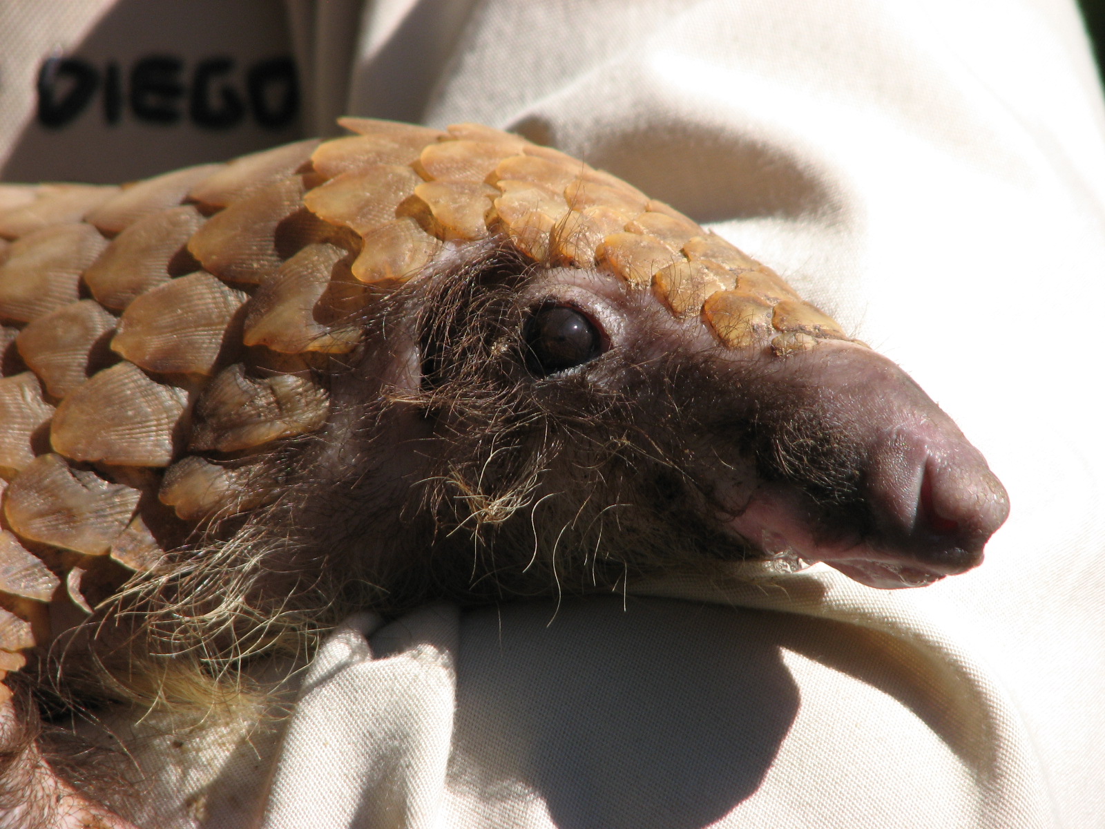 Children's Zoo - White-Bellied Tree Pangolin