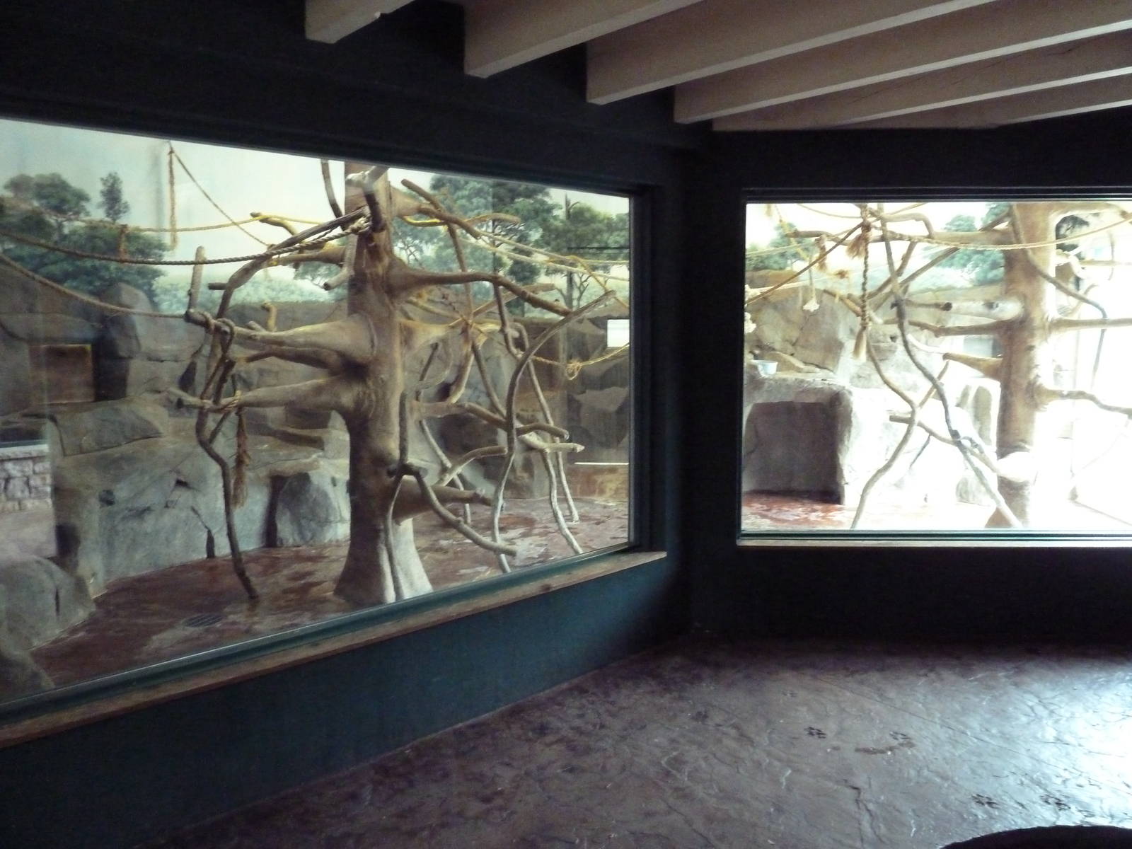 Children's Zoo - White-Handed Gibbon Indoor Exhibit