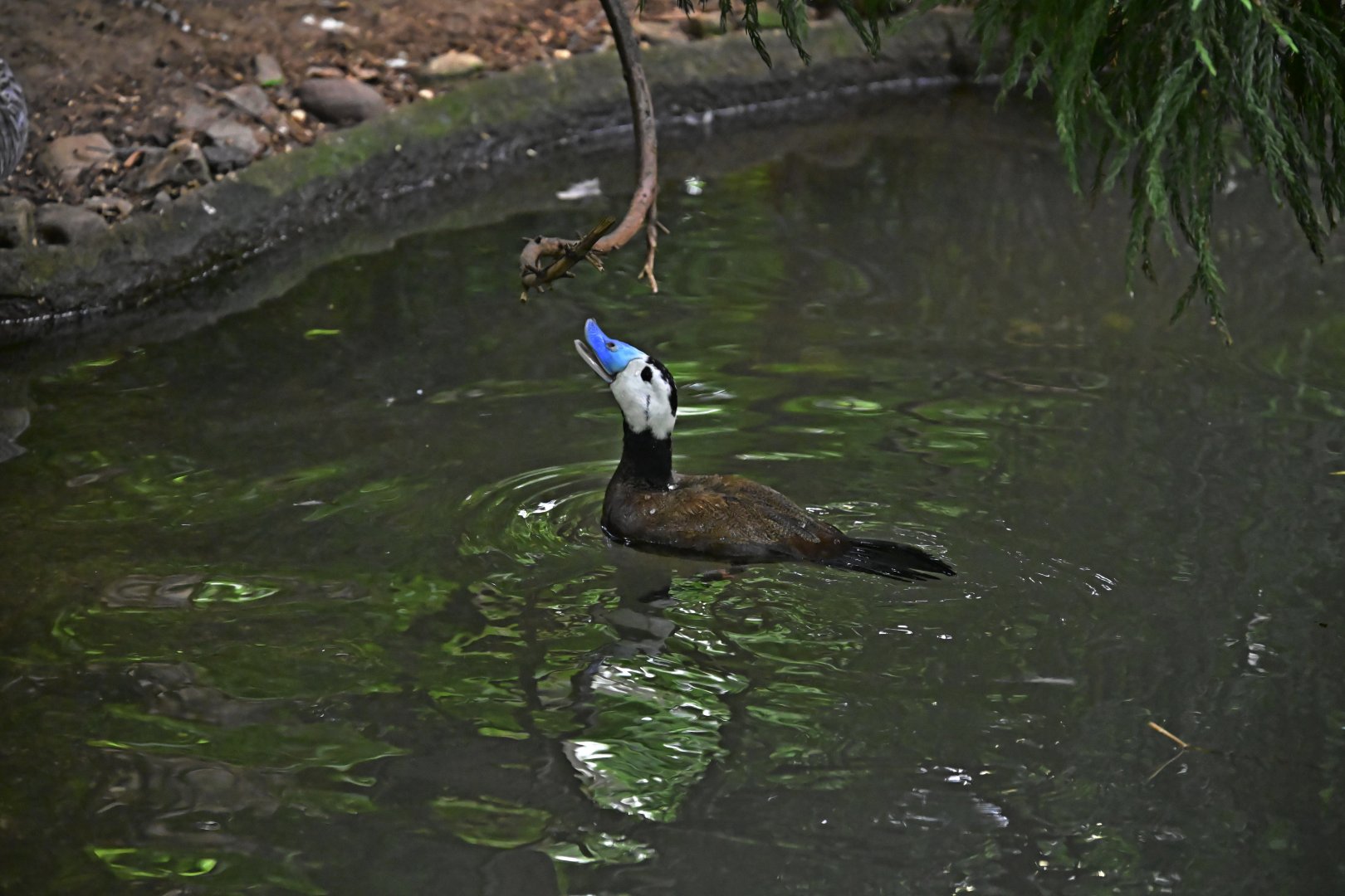 Childrens Zoo - White-headed Duck (Oxyura leucocephala)