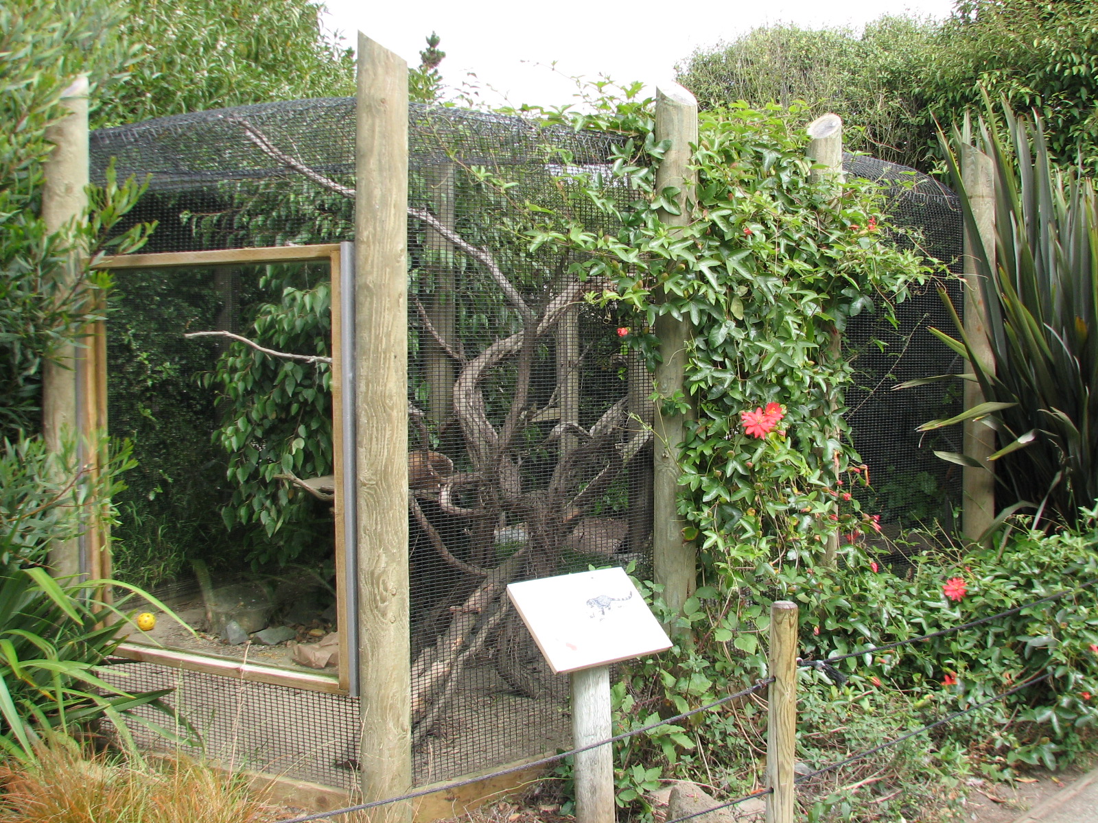Childrens Zoo - White-nosed Coati Exhibit