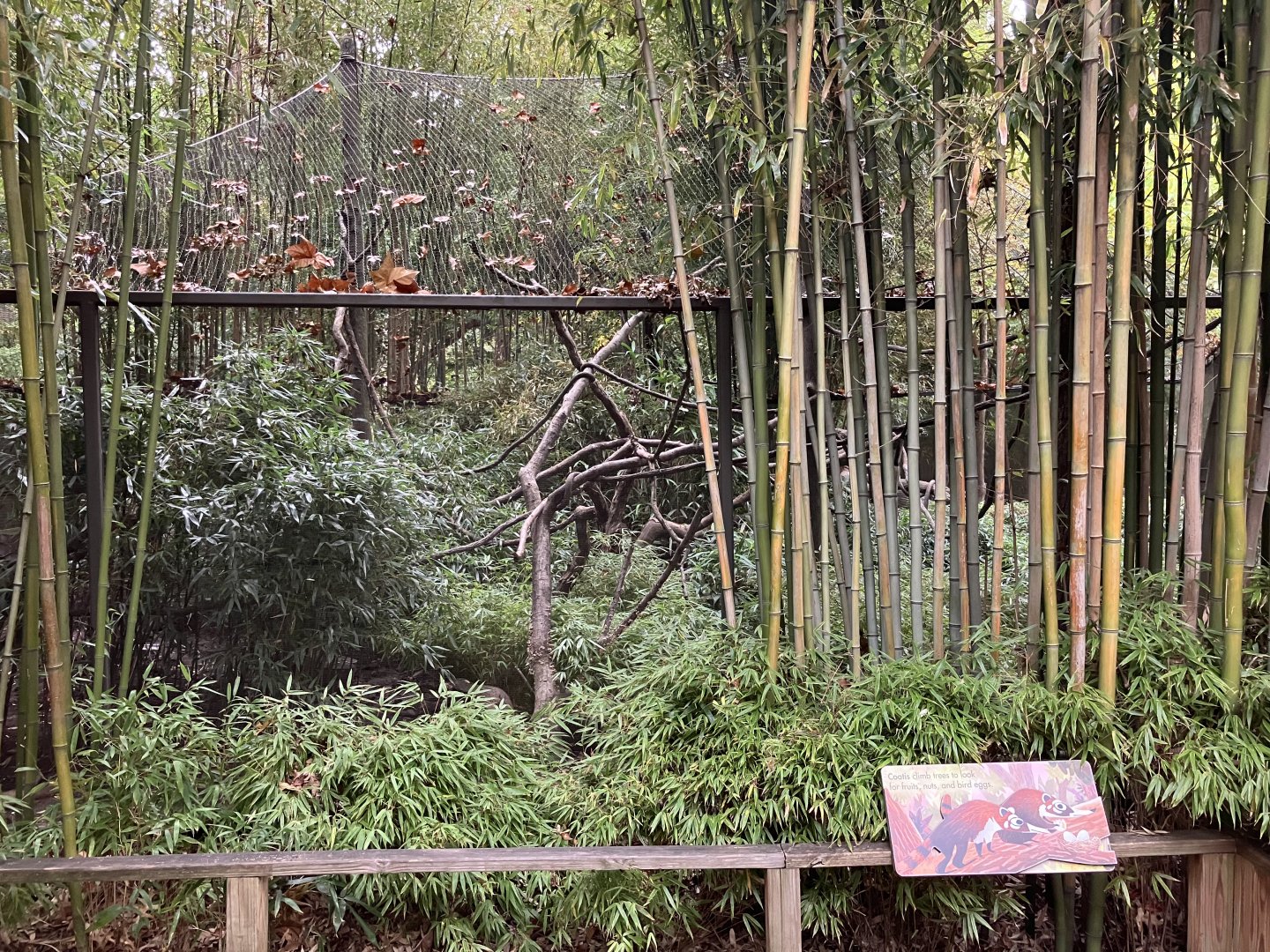 Children’s Zoo - White-Nosed Coati Exhibit