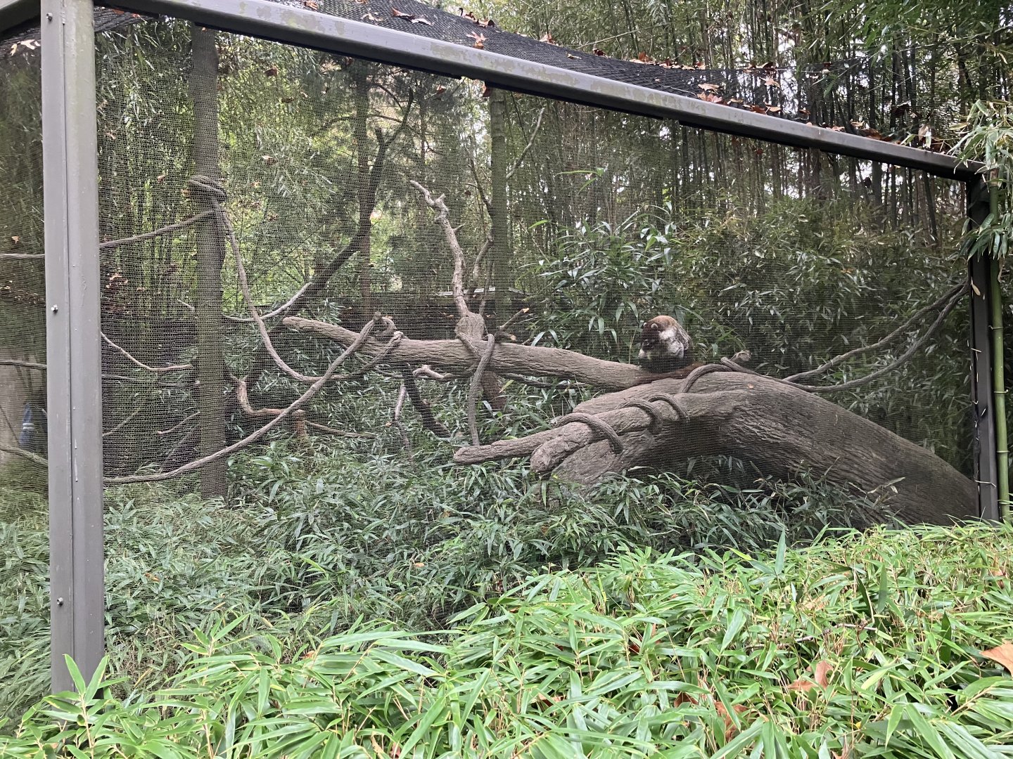 Children’s Zoo - White-Nosed Coati Exhibit