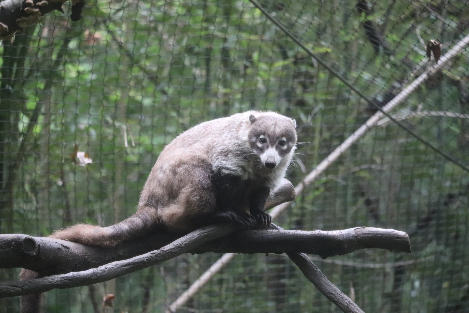 Childrens Zoo - White-Nosed Coati