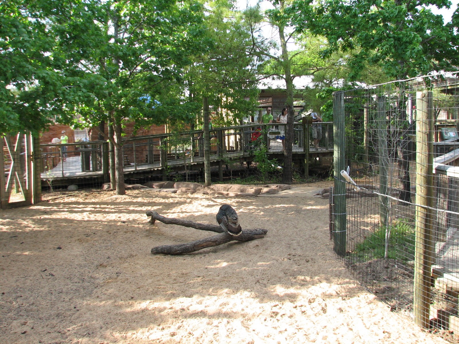 Childrens Zoo - White-tailed Deer and Rio Grande Turkey Exhibit