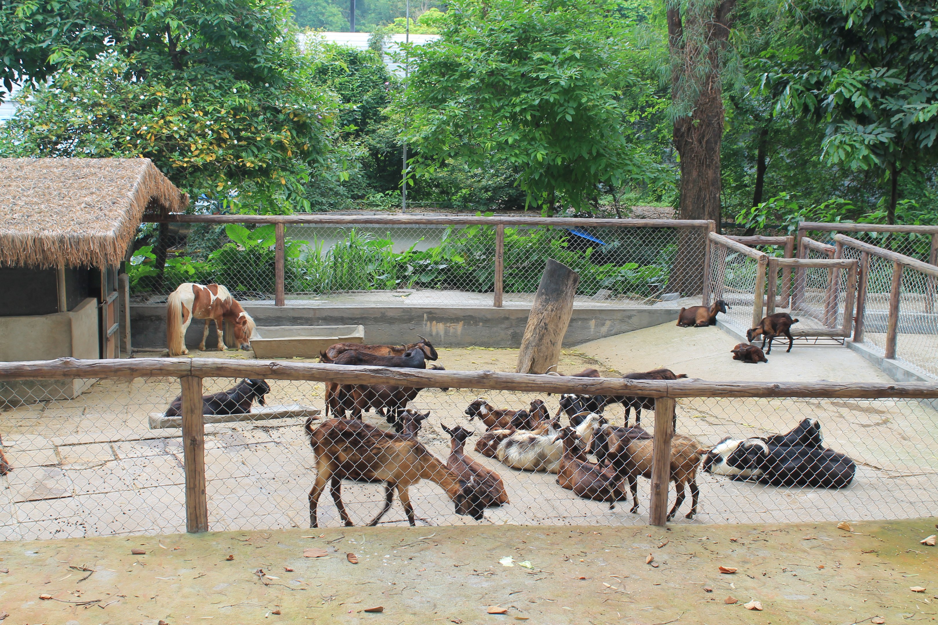 Childrens Zoo