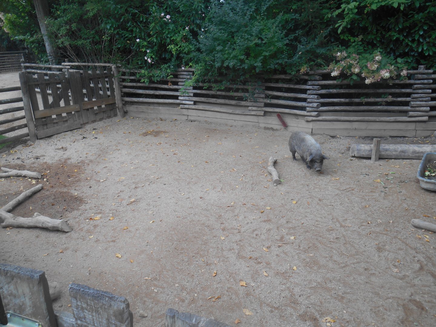 Children'Zoo - Pigs Exhibit