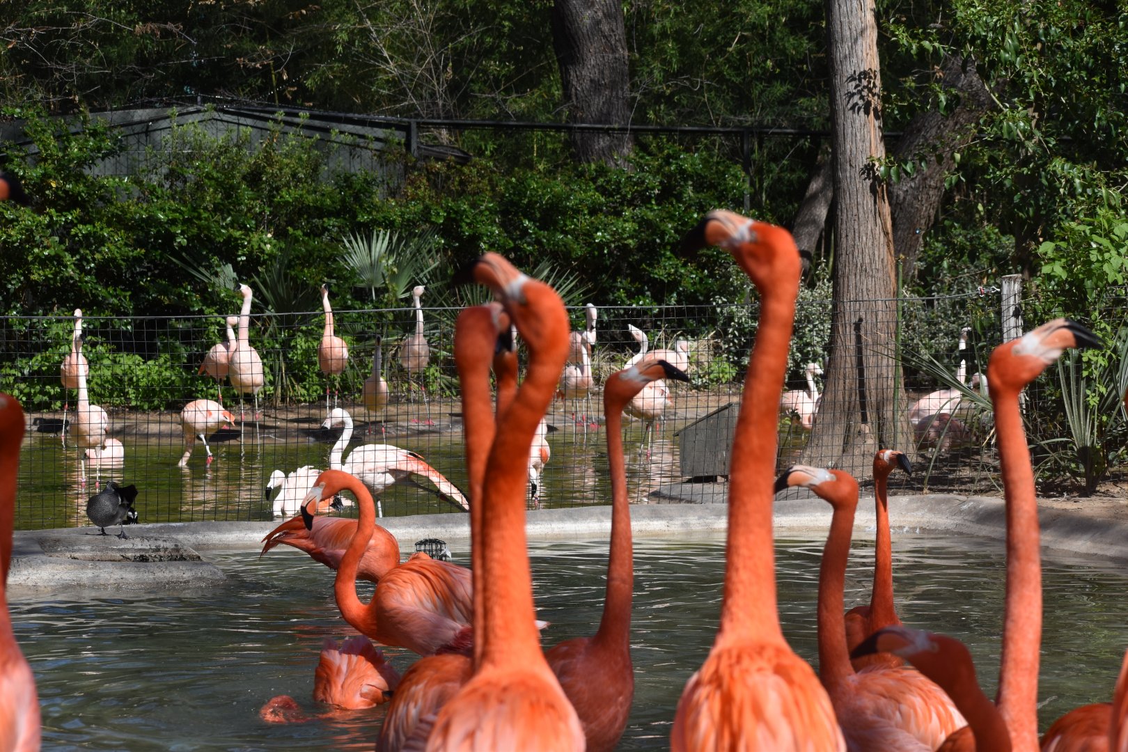 Chilean & American Flamingos