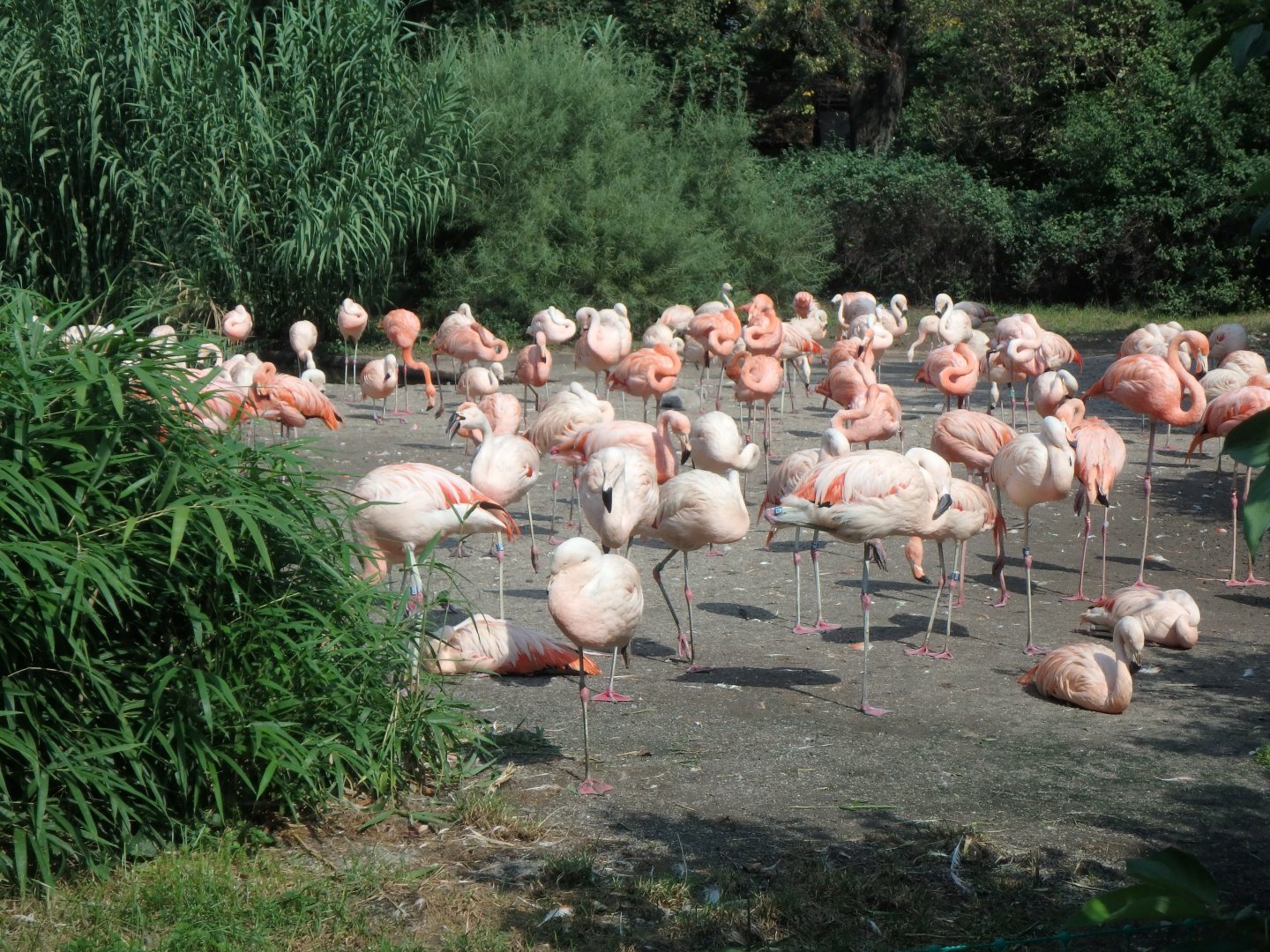 Chilean and Caribbean flamingoes, and crested screamers