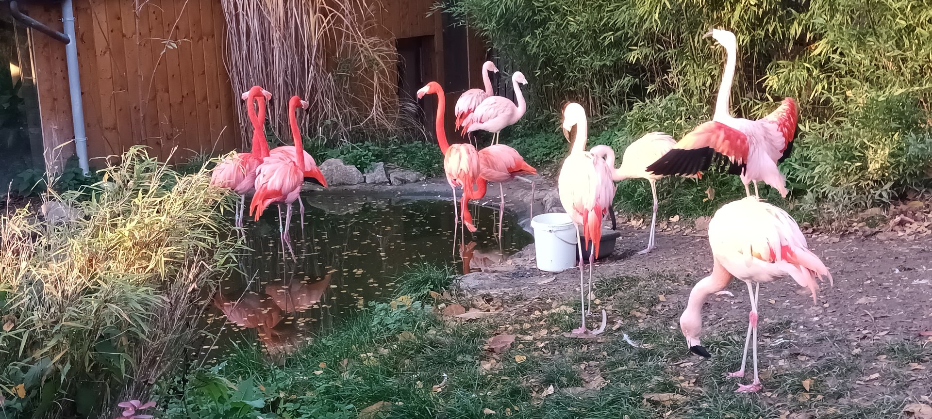 Chilean and Caribbean Flamingos