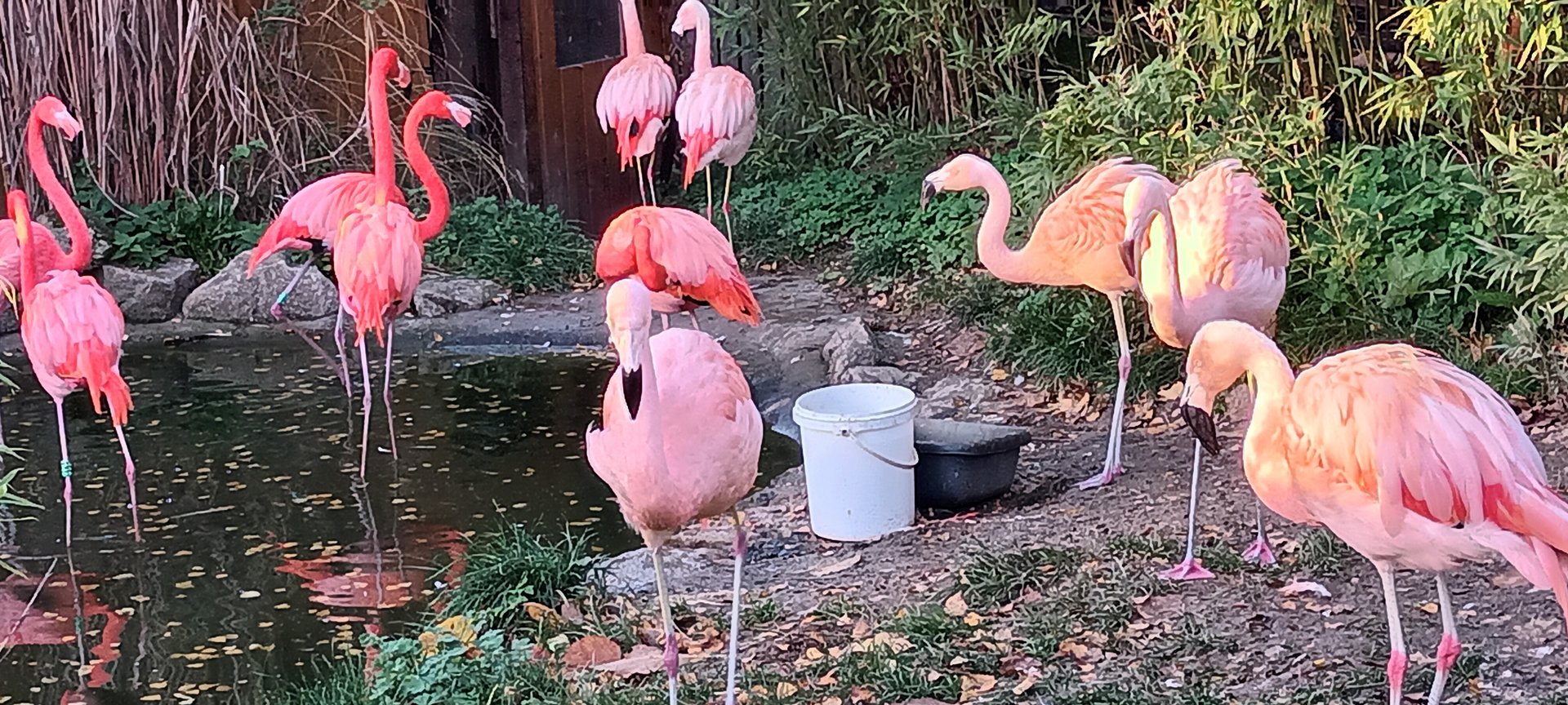 Chilean and Caribbean Flamingos