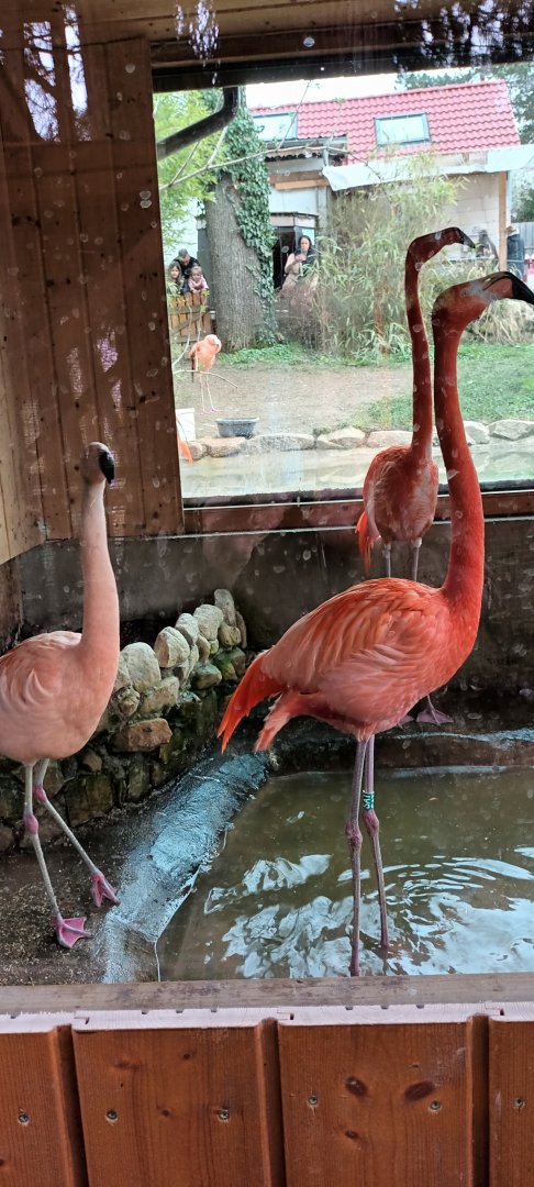 Chilean and Caribbean Flamingos