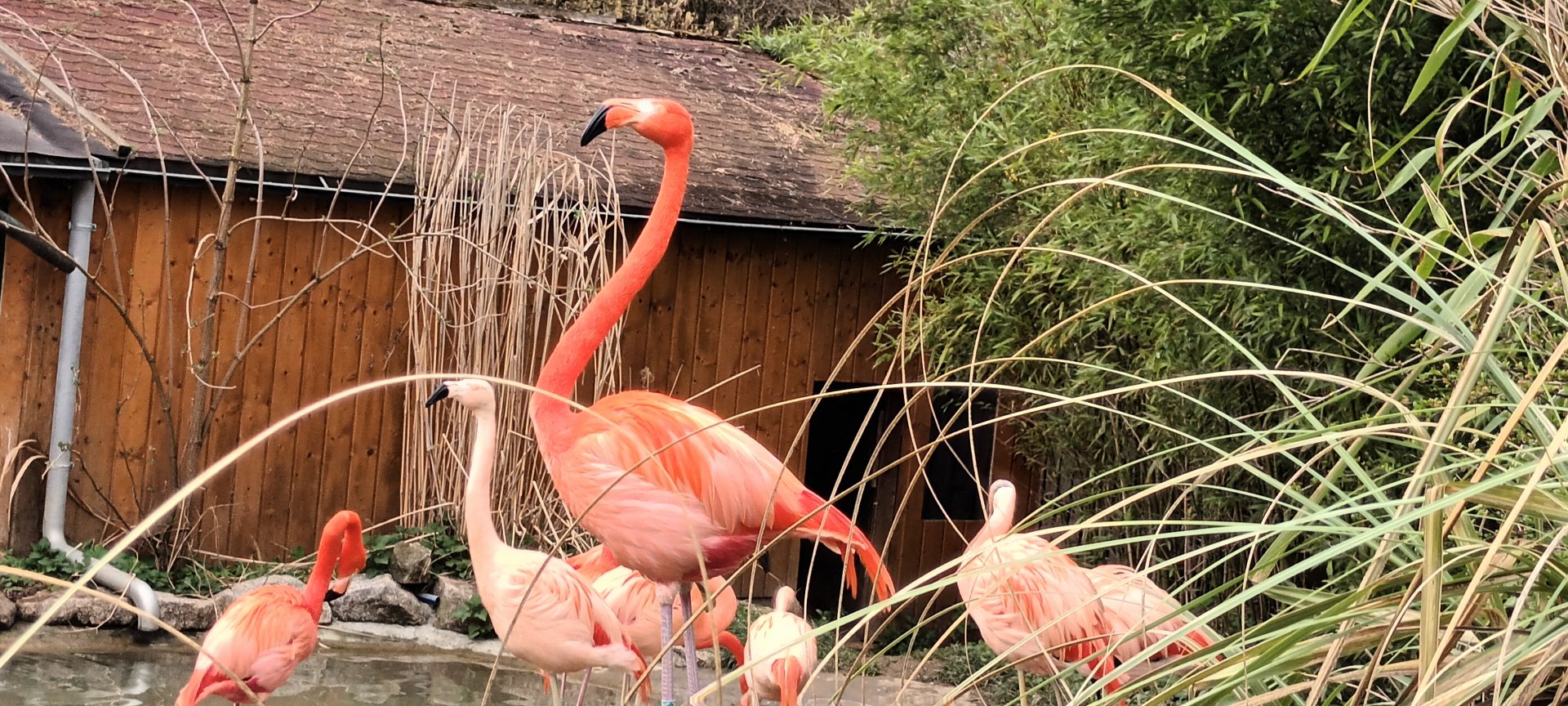 Chilean and Caribbean Flamingos
