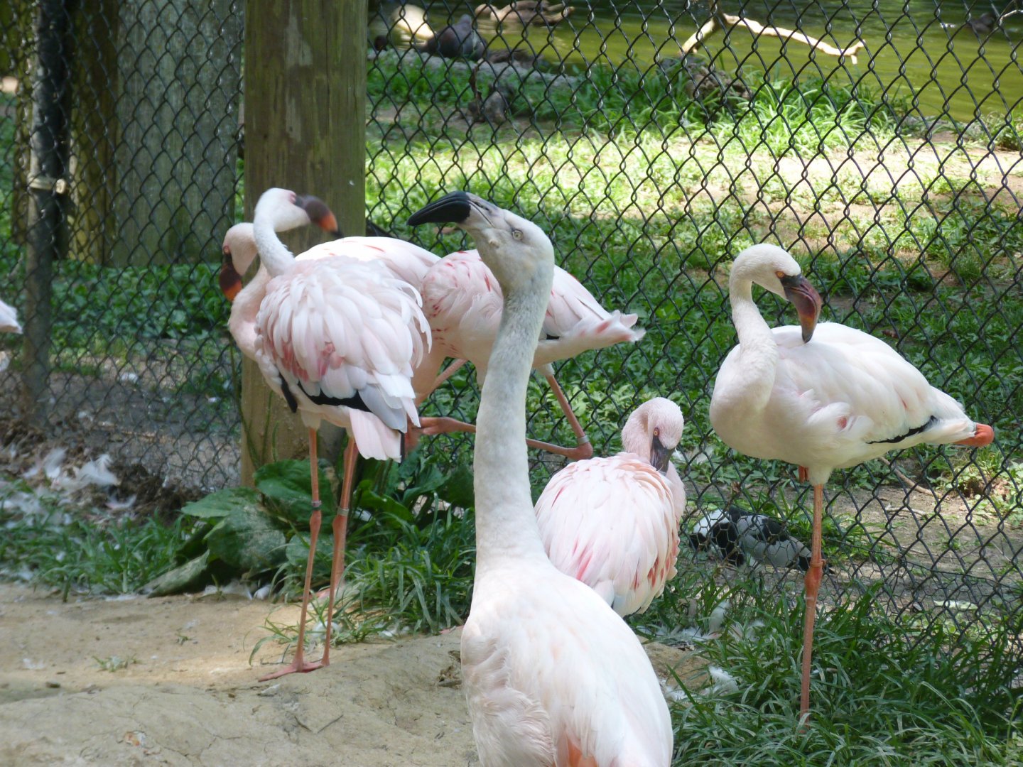 Chilean and lesser flamingo