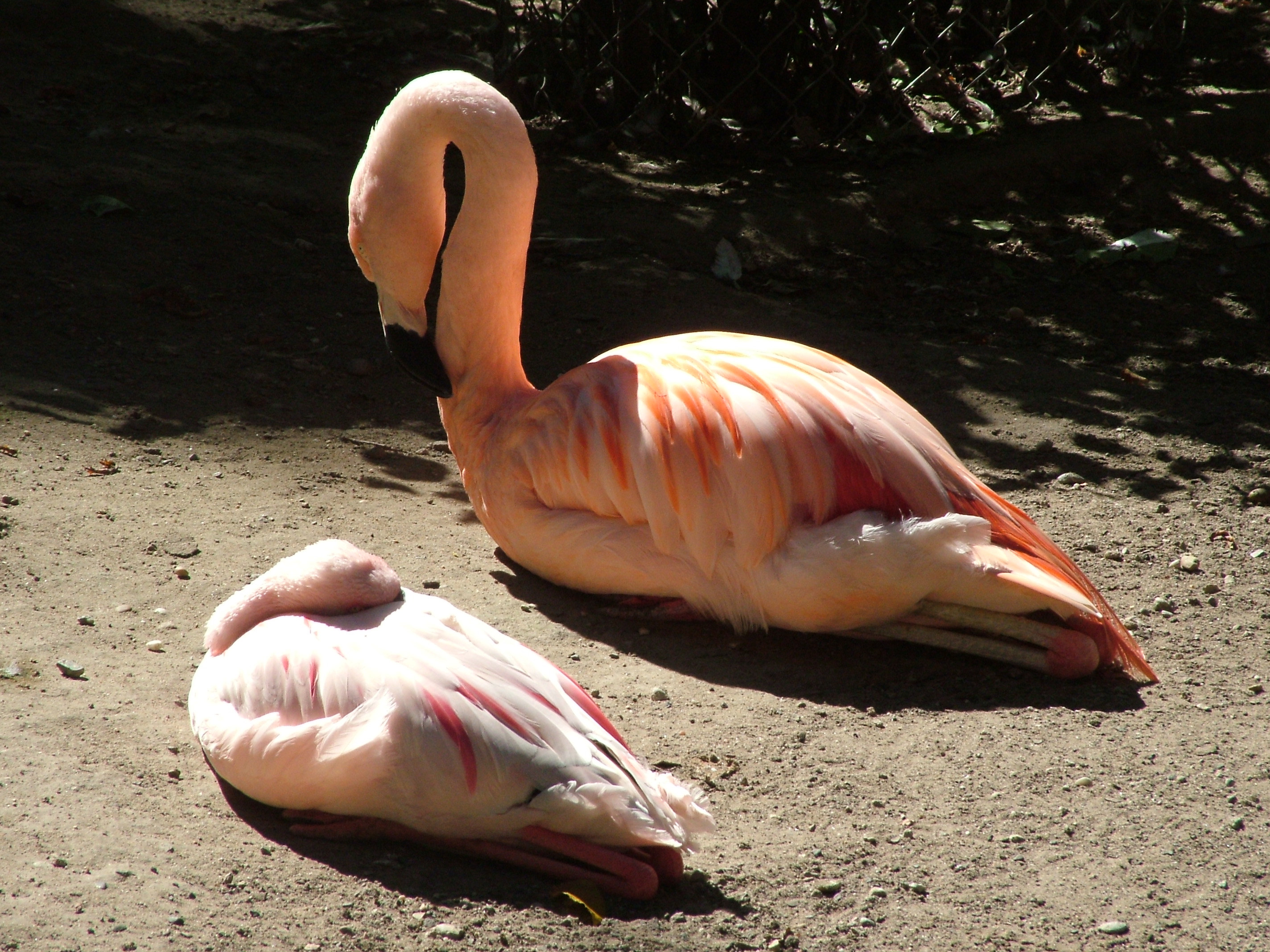 Chilean and Lesser Flamingos at Vogelpark Schifferstadt, 6th Sept 2010