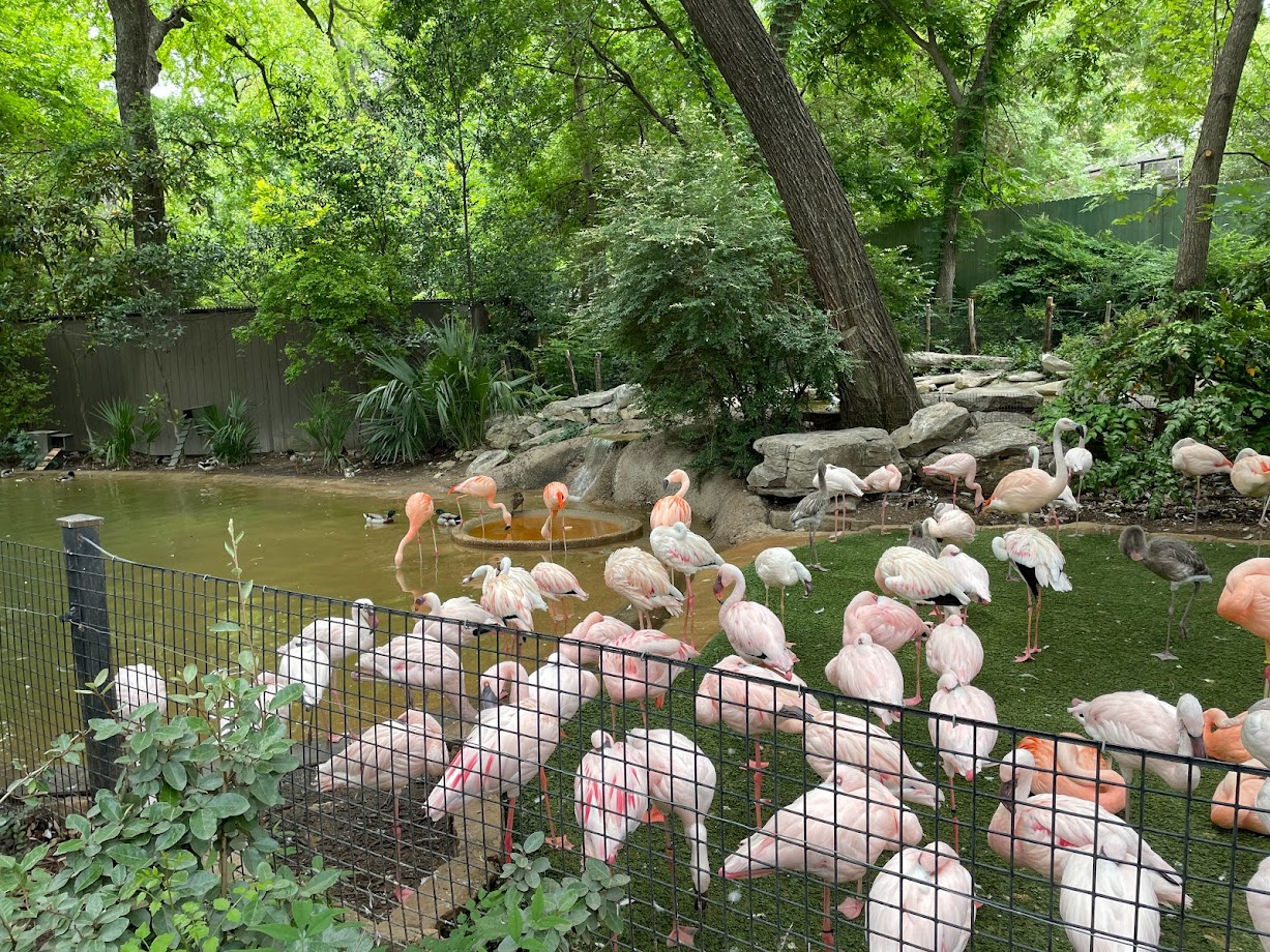 Chilean and Lesser Flamingos