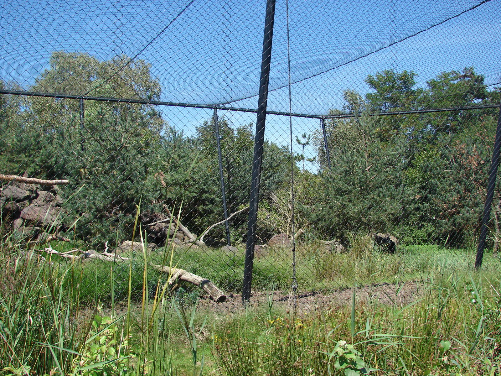 Chilean Area - Andean Condor aviary