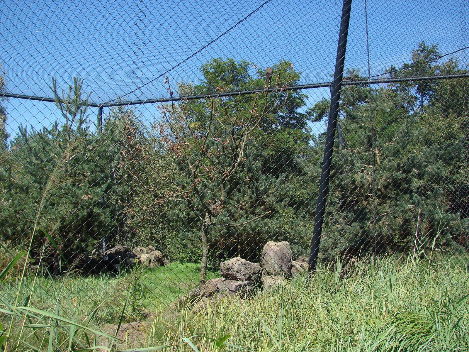 Chilean Area - Andean Condor aviary