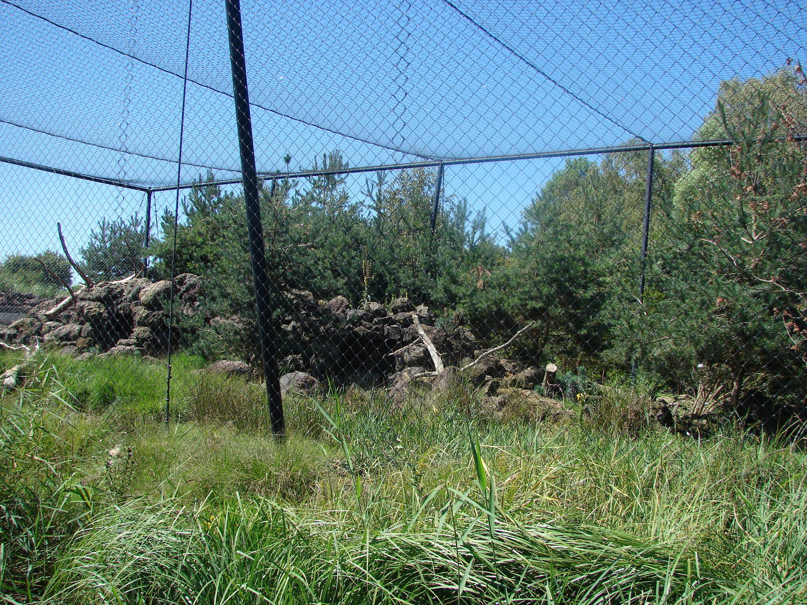 Chilean Area - Andean Condor aviary
