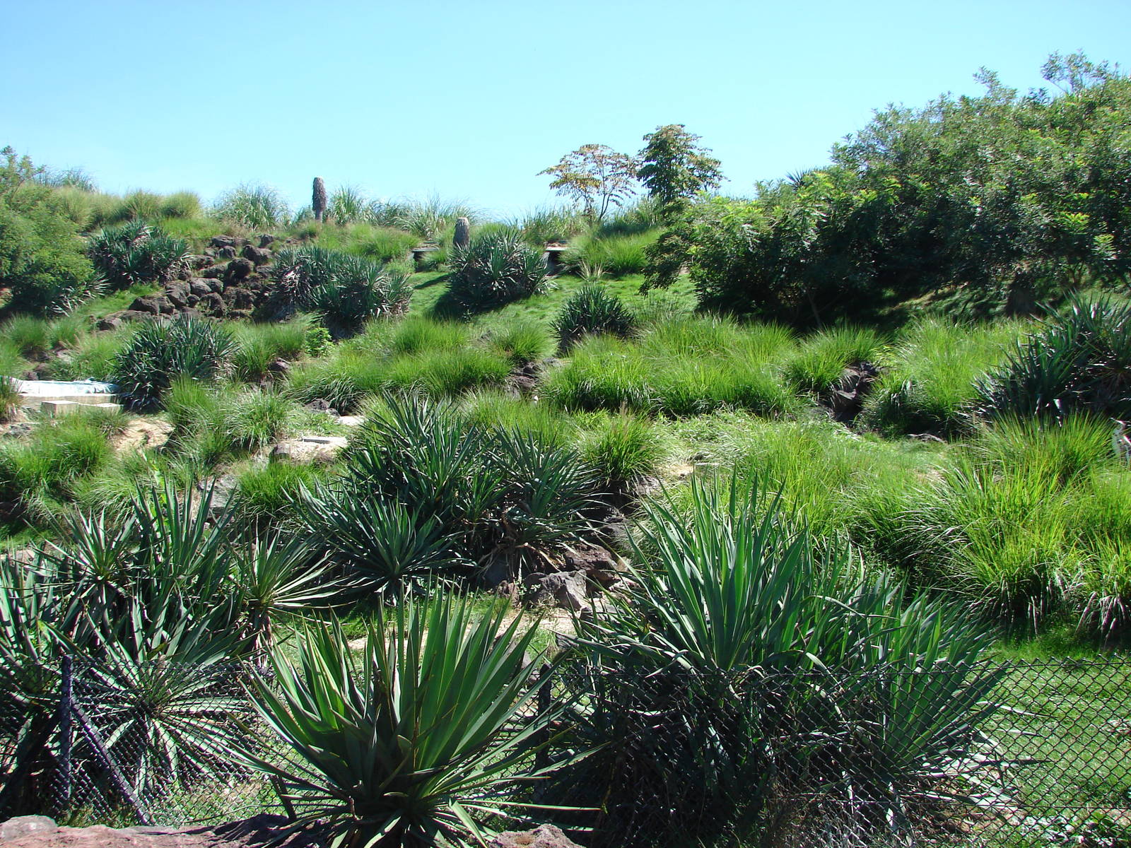 Chilean area - Humboldt Penguin exhibit