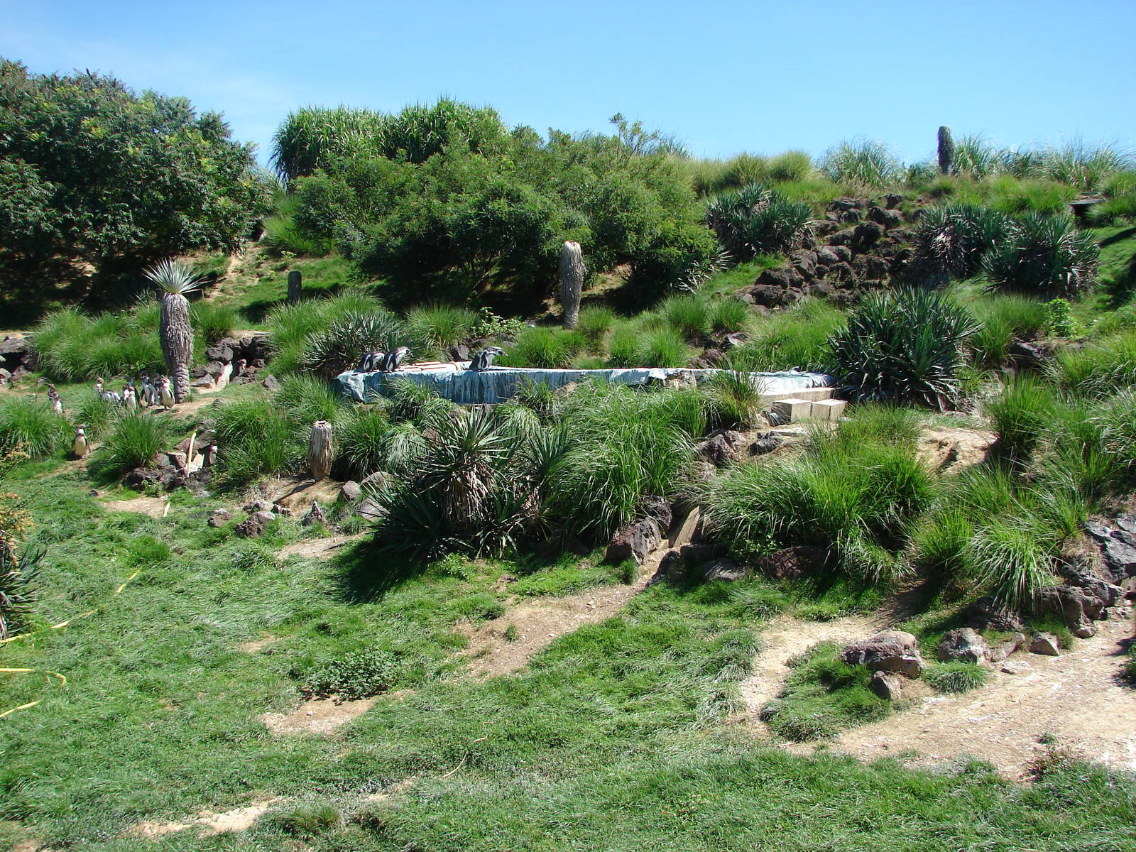 Chilean area - Humboldt Penguin exhibit