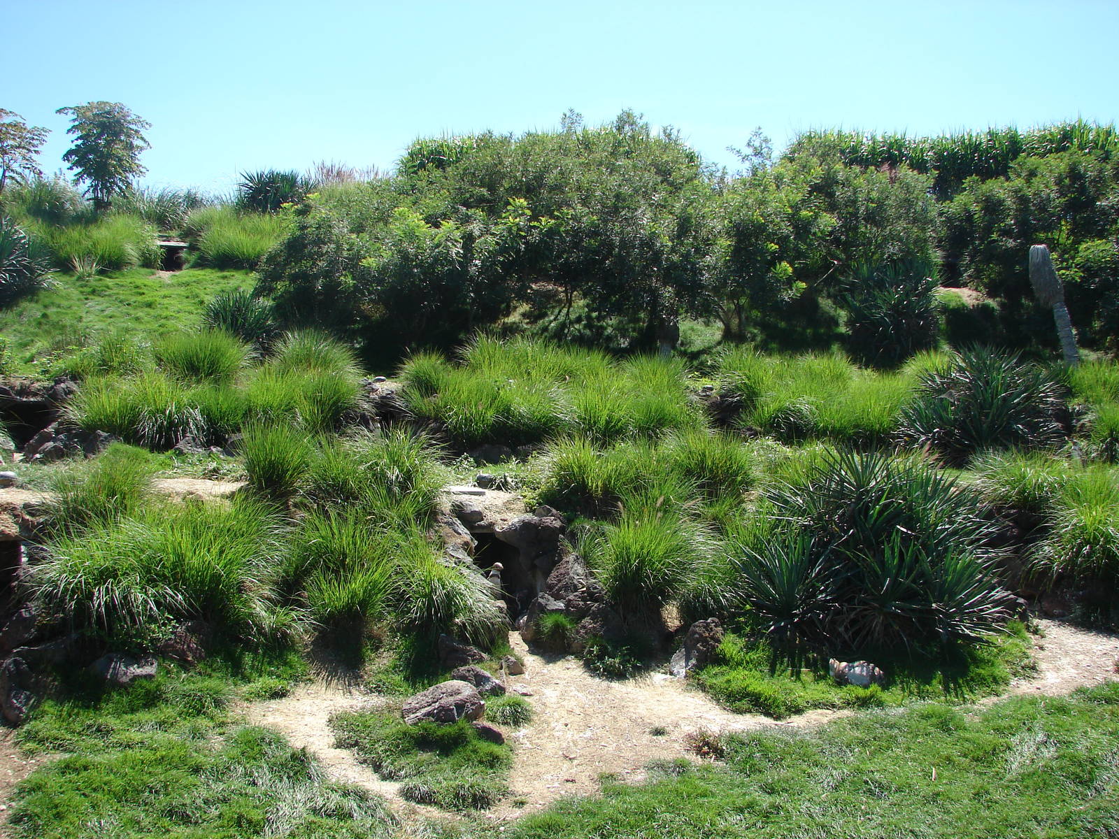 Chilean area - Humboldt Penguin exhibit