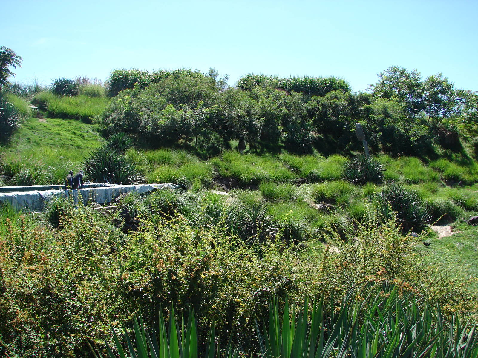 Chilean area - Humboldt Penguin exhibit