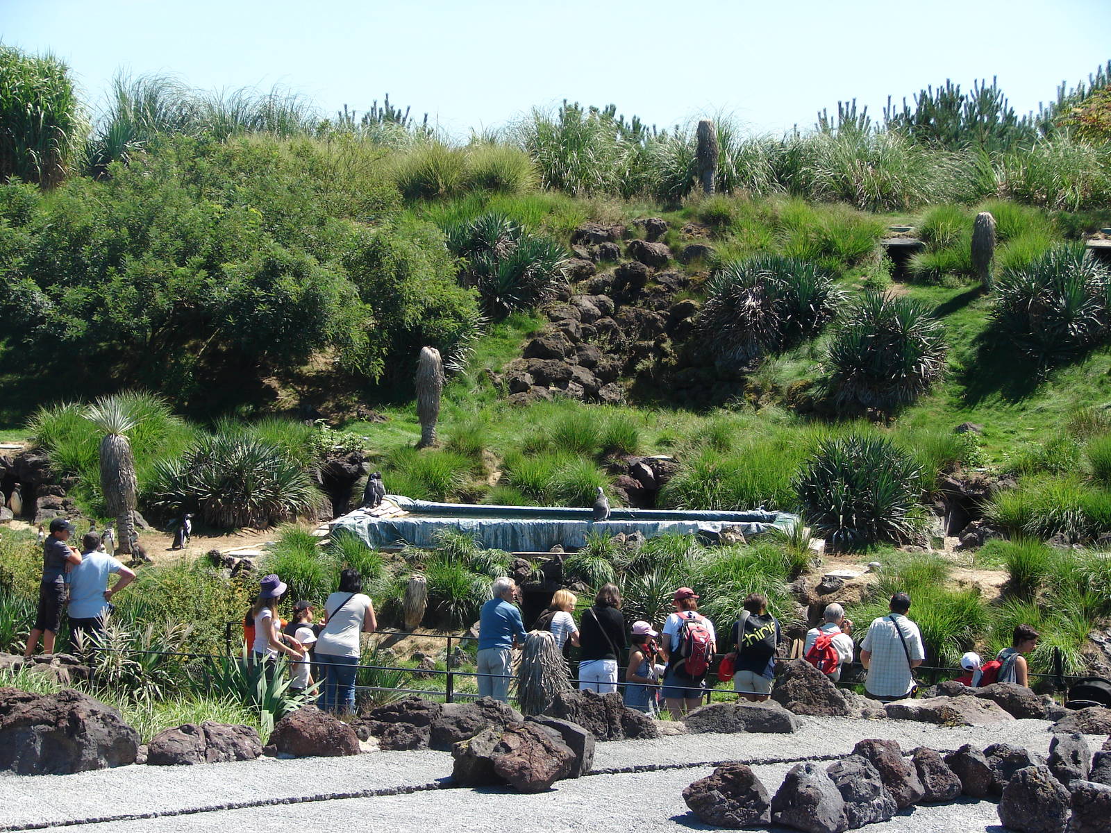 Chilean area - Humboldt Penguins exhibit