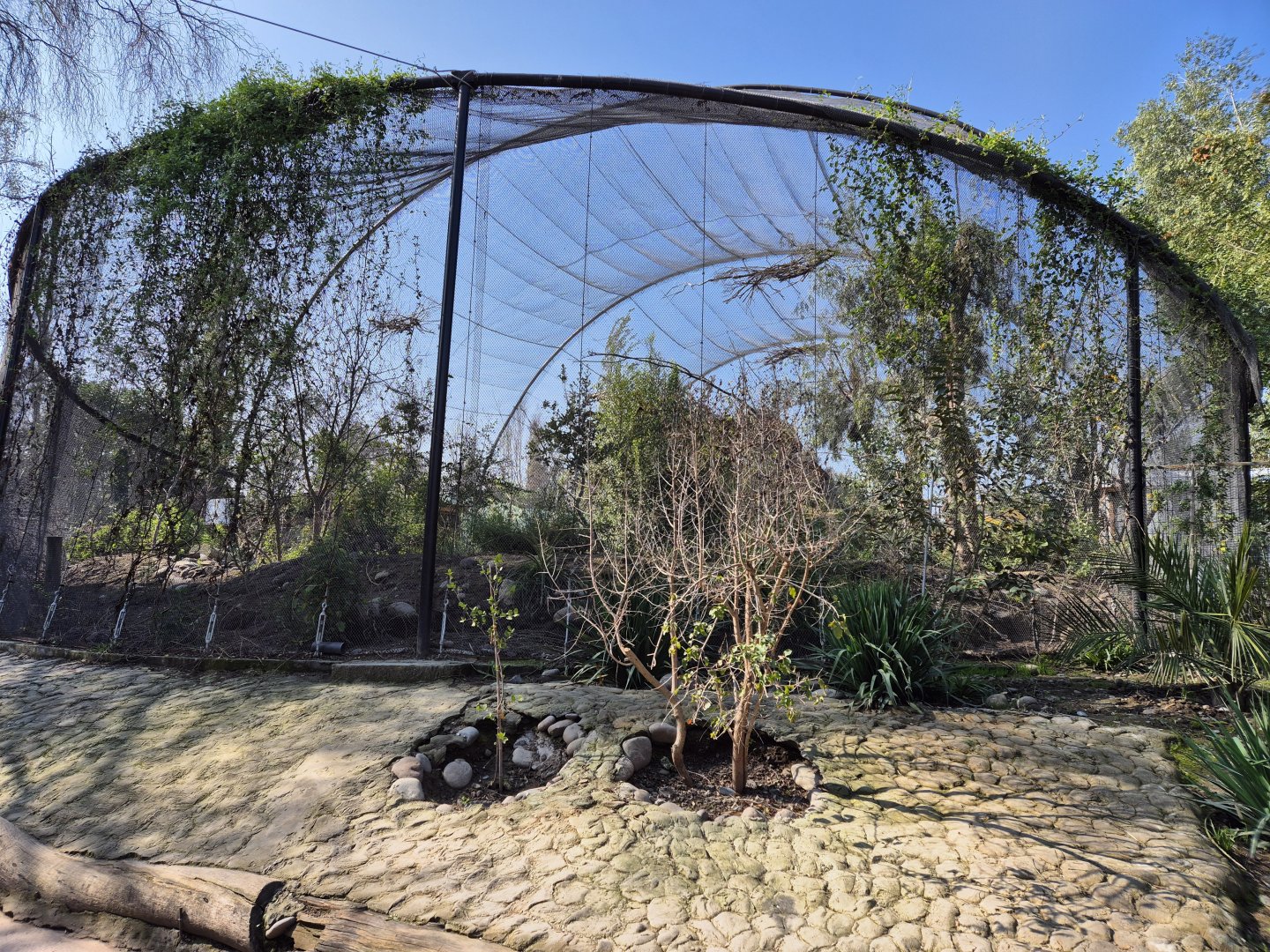 Chilean aviary