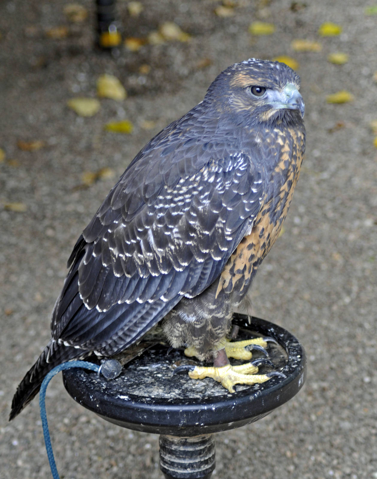 CHILEAN BLUE BUZZARD-EAGLE