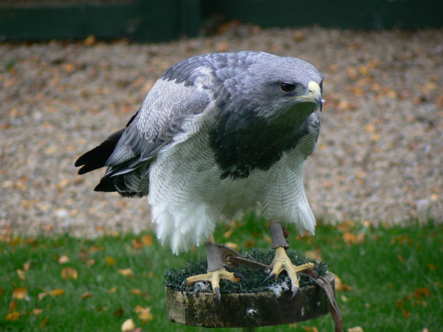 Chilean Blue Eagle - 27 October 2016