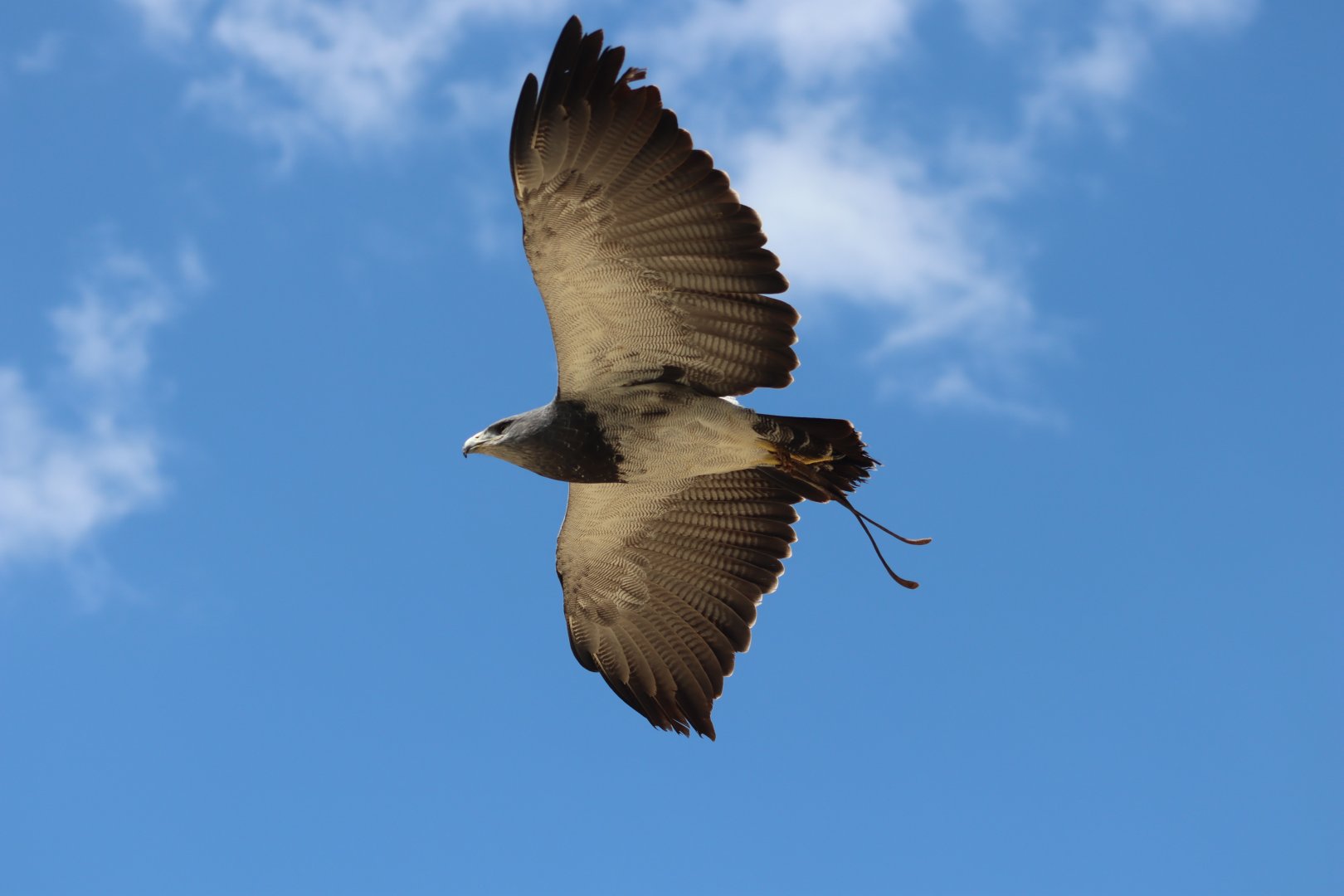Chilean Blue Eagle - 7 July 2024