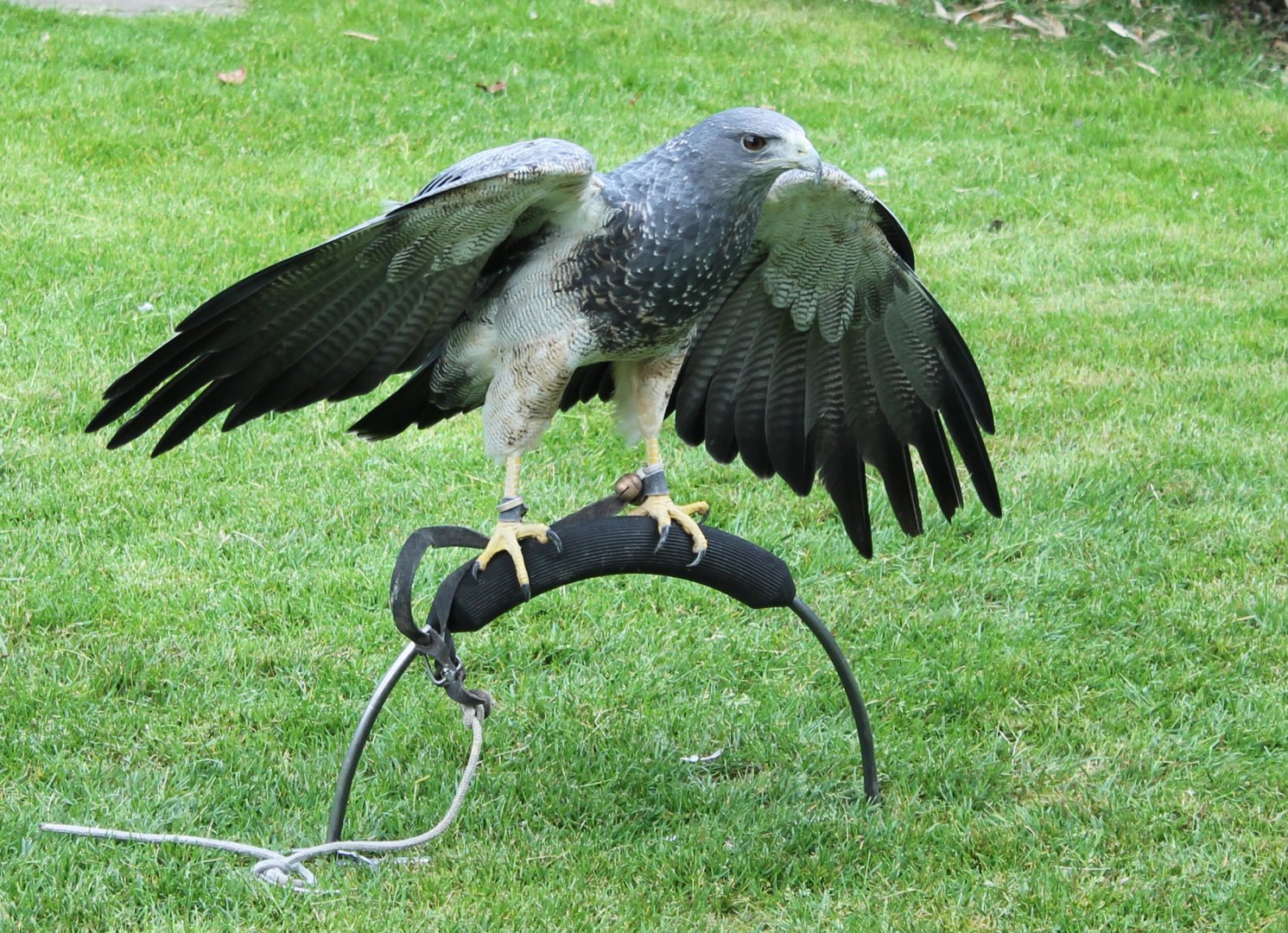 Chilean blue eagle - aka Black-chested buzzard-eagle