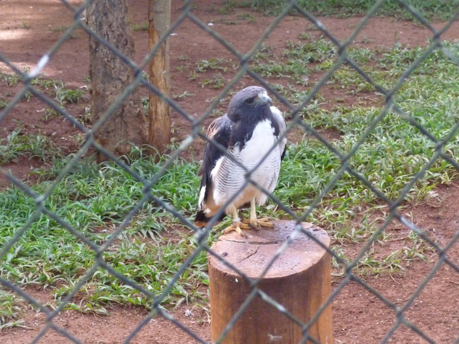 chilean blue eagle brasilia zoo