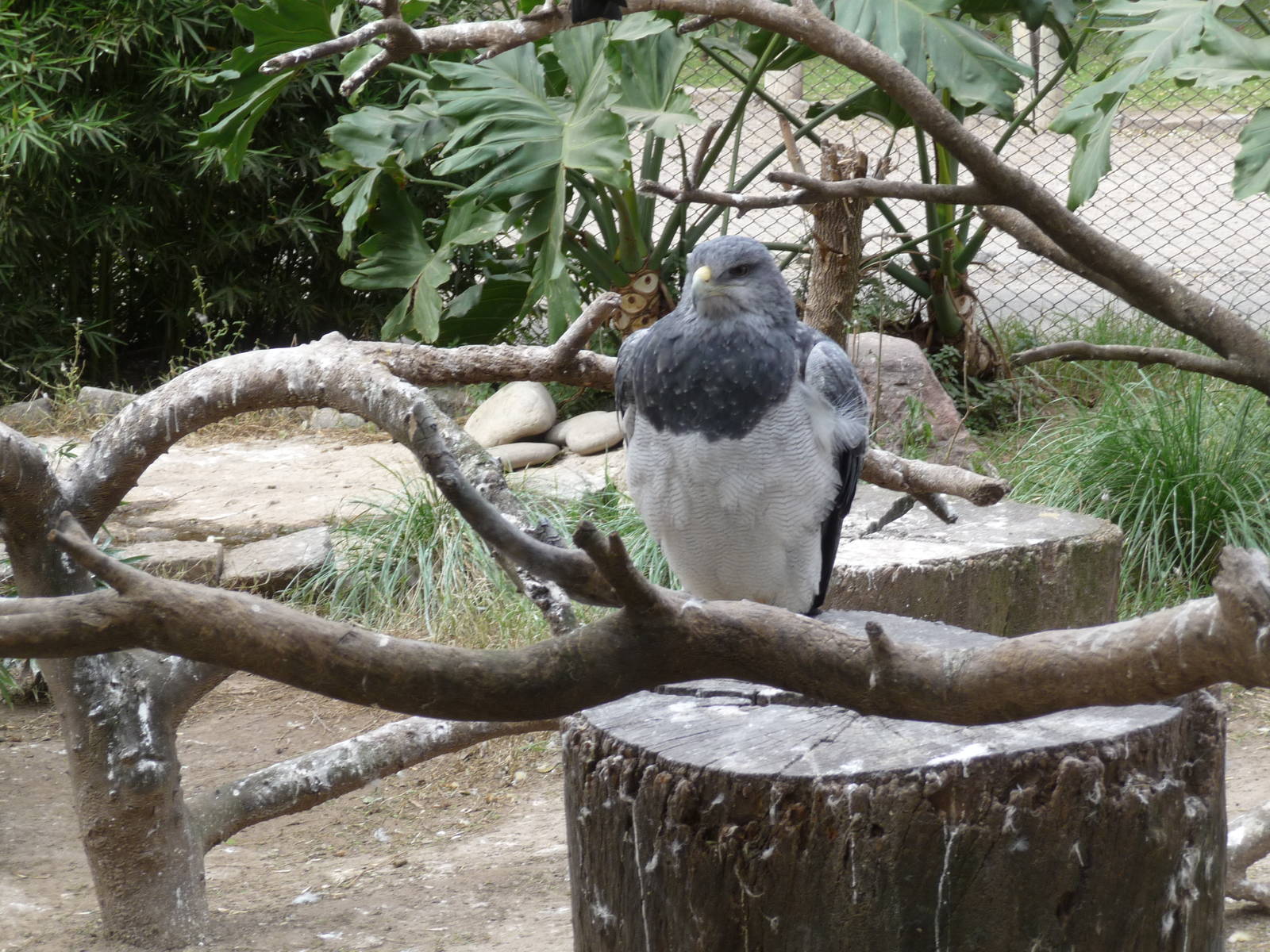 chilean blue eagle BUENOS AIRES ZOO