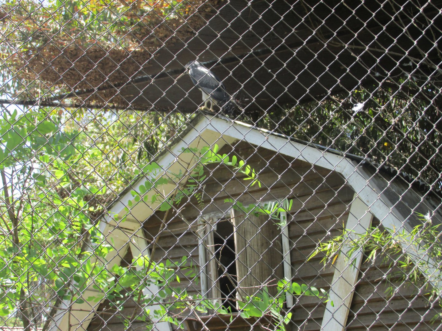 chilean blue eagle exhibit buin zoo
